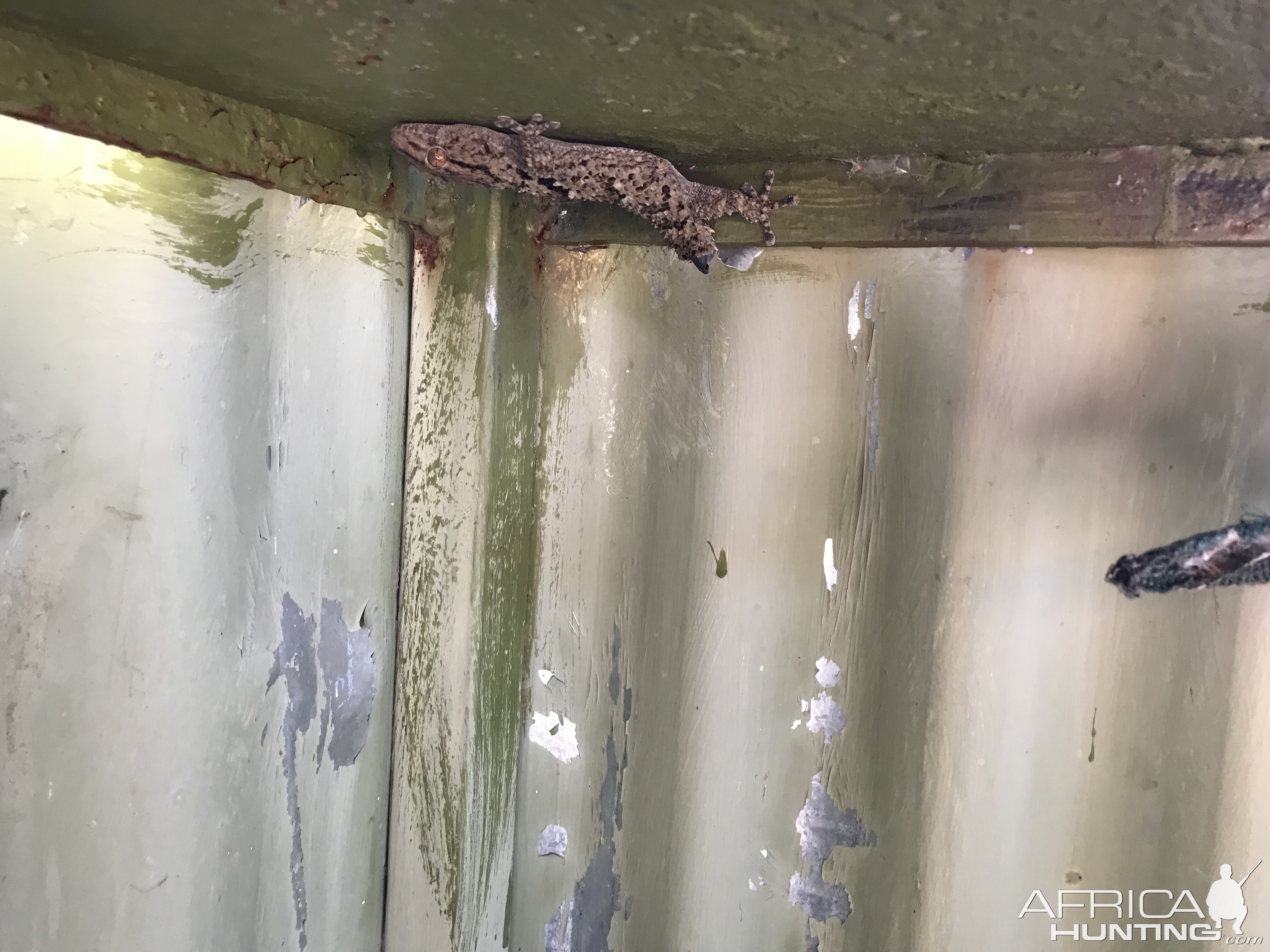 Gecko catching spiders in our hide