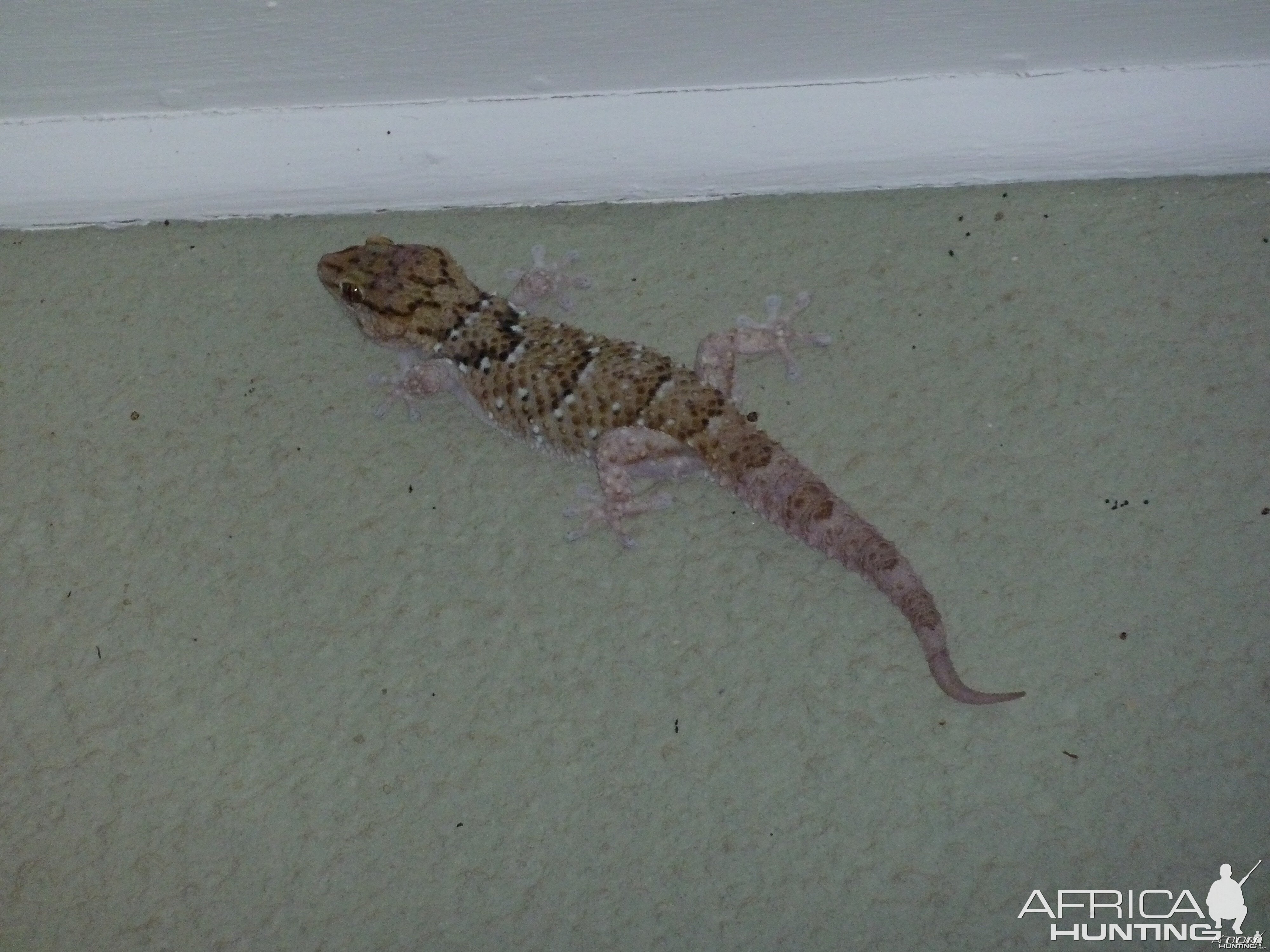 Gecko Namibia