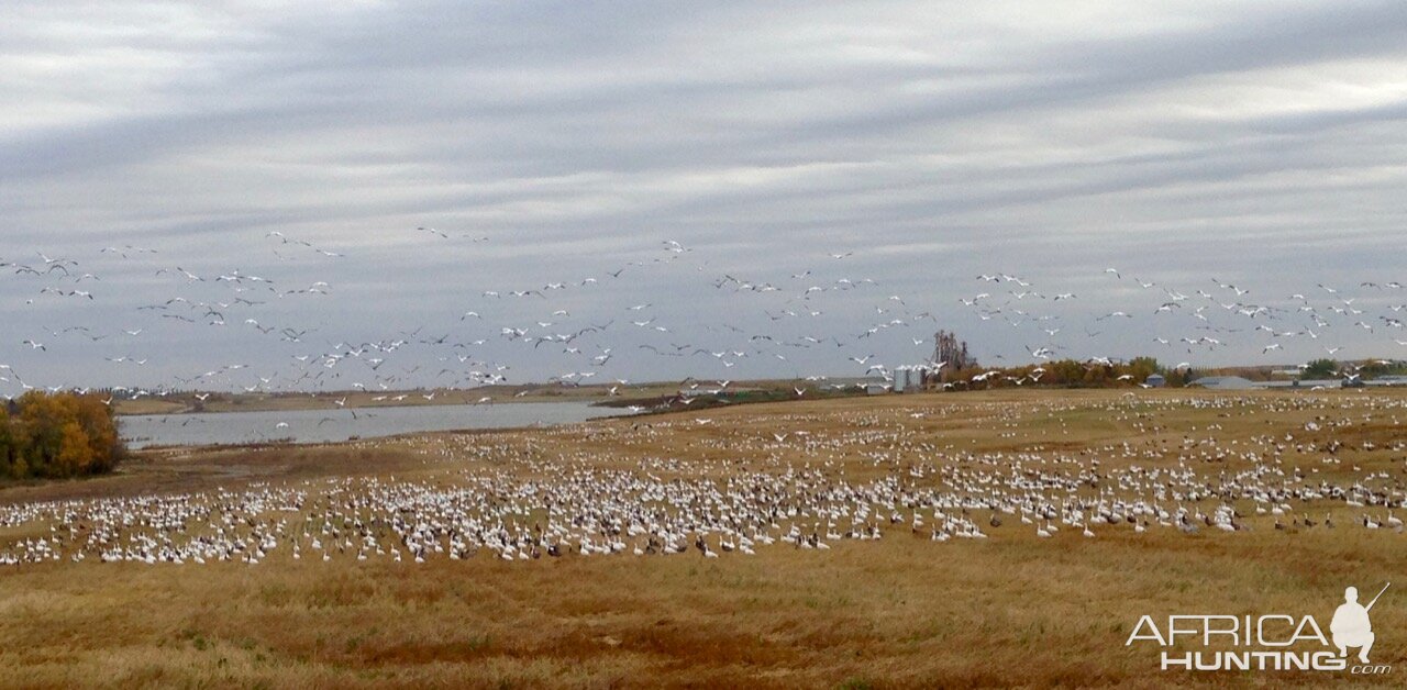 Geese Hunt Canada