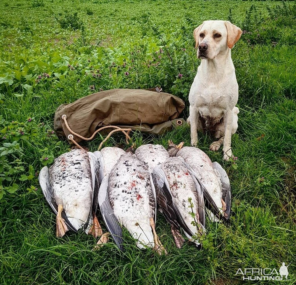 Geese Hunt Northern Isles of Scotland