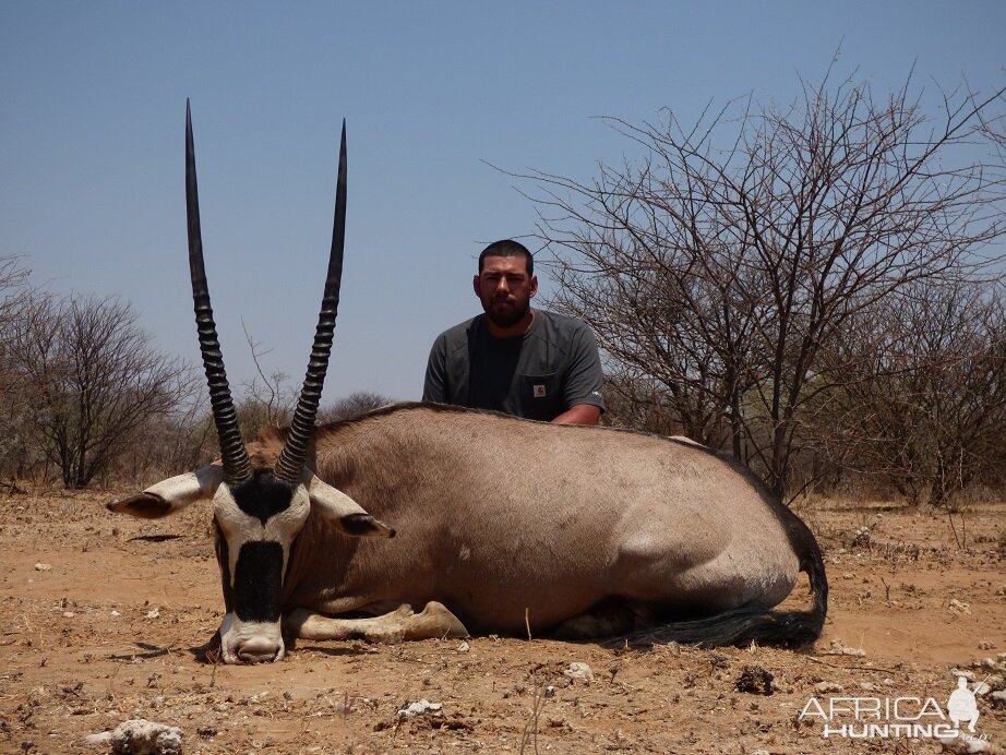 Gemsbok 38 inches