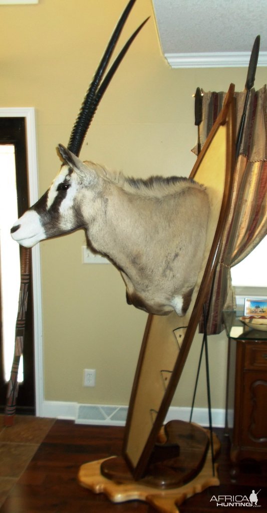 Gemsbok African Shield Pedestal Mount Taxidermy