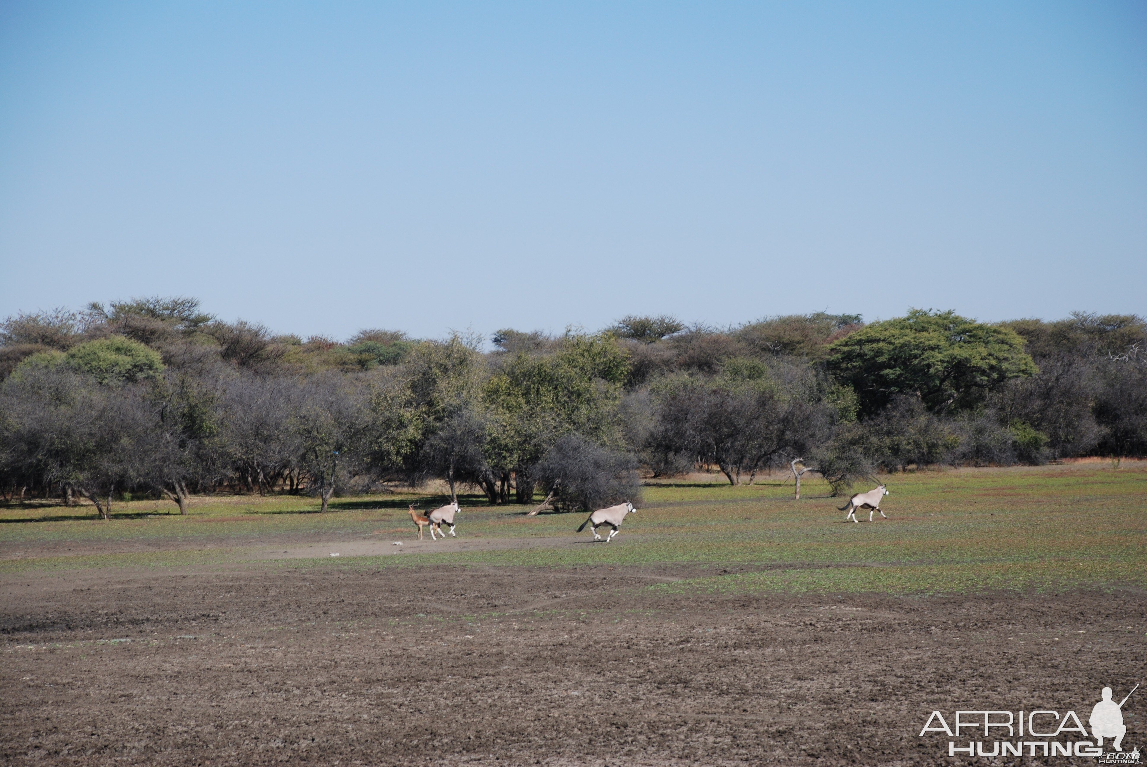 Gemsbok and Impala