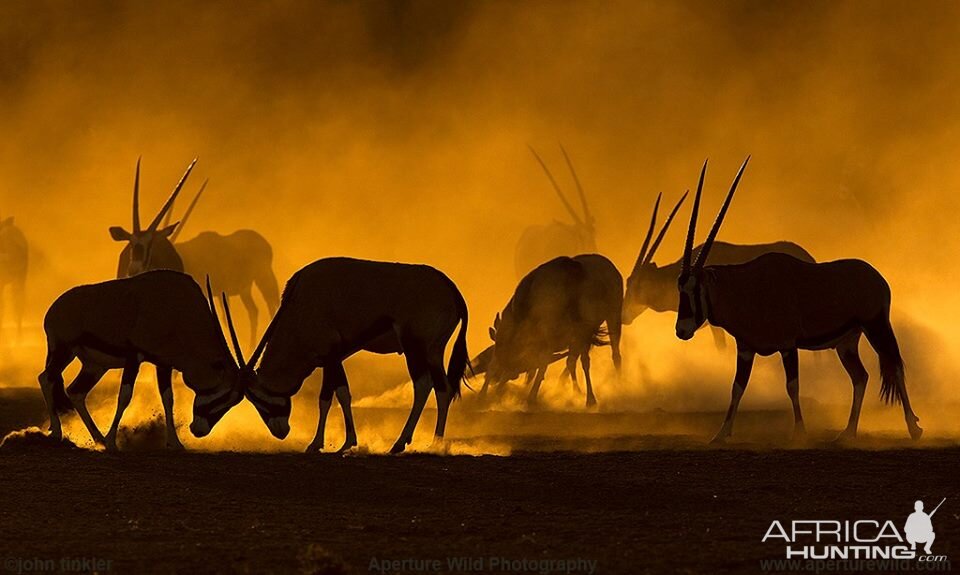 Gemsbok at dawn in Namibia