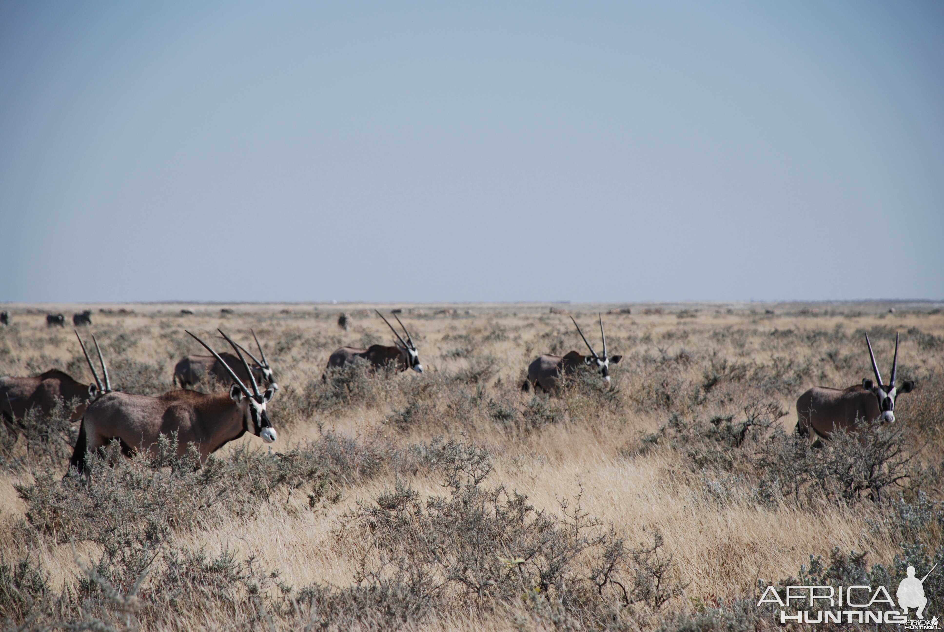 Gemsbok at Etosha Namibia