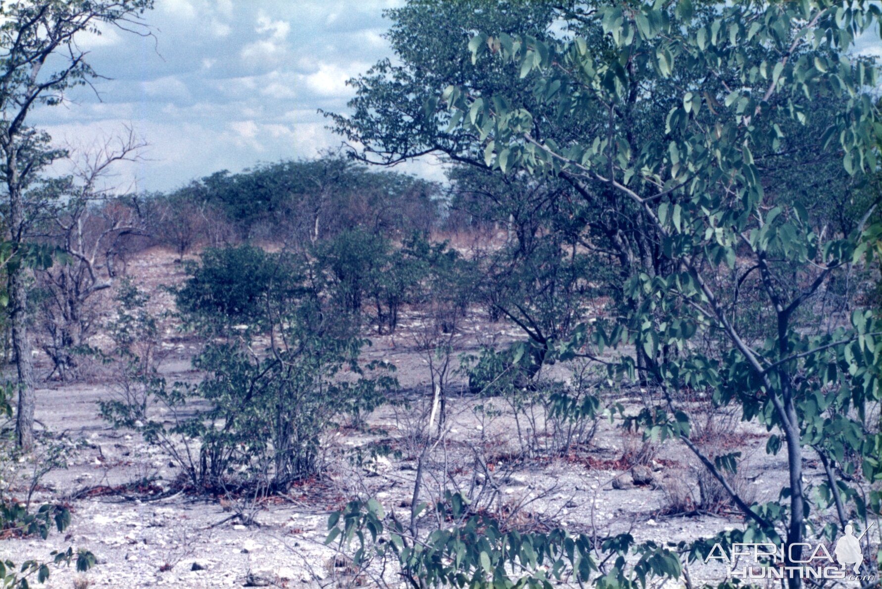 Gemsbok at Etosha National Park in Namibia