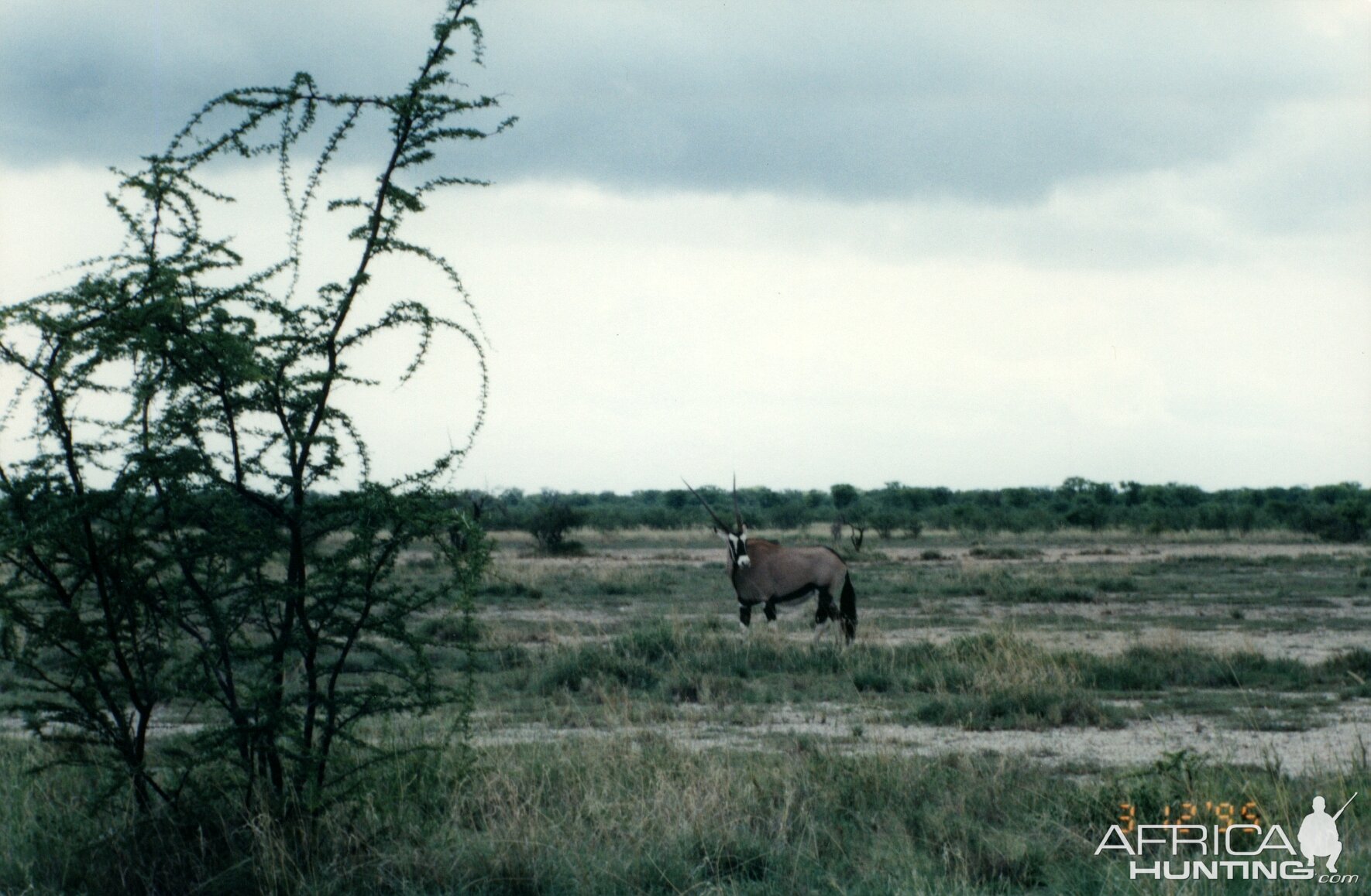 Gemsbok at Etosha National Park in Namibia