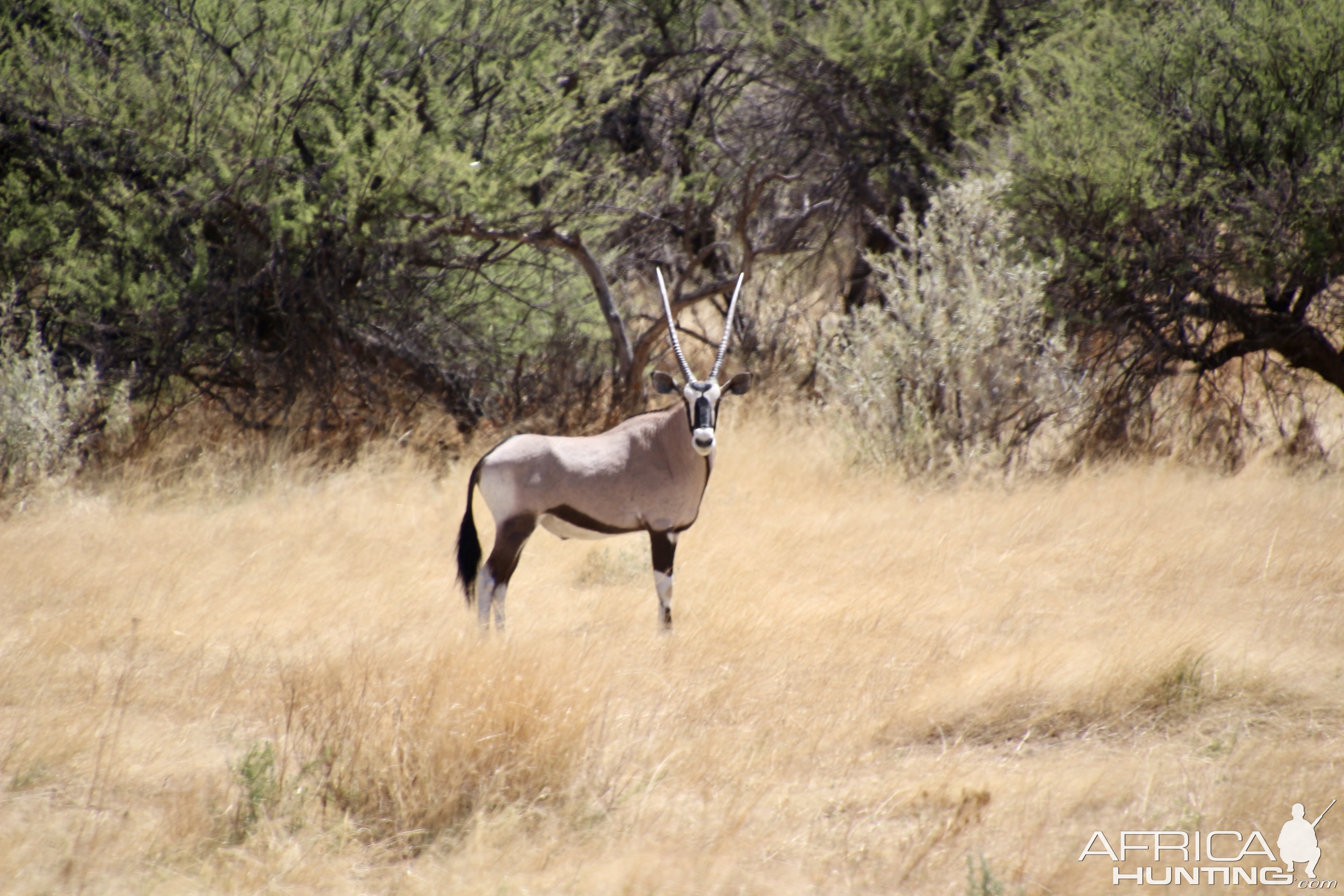 Gemsbok At Zana Botes Safari