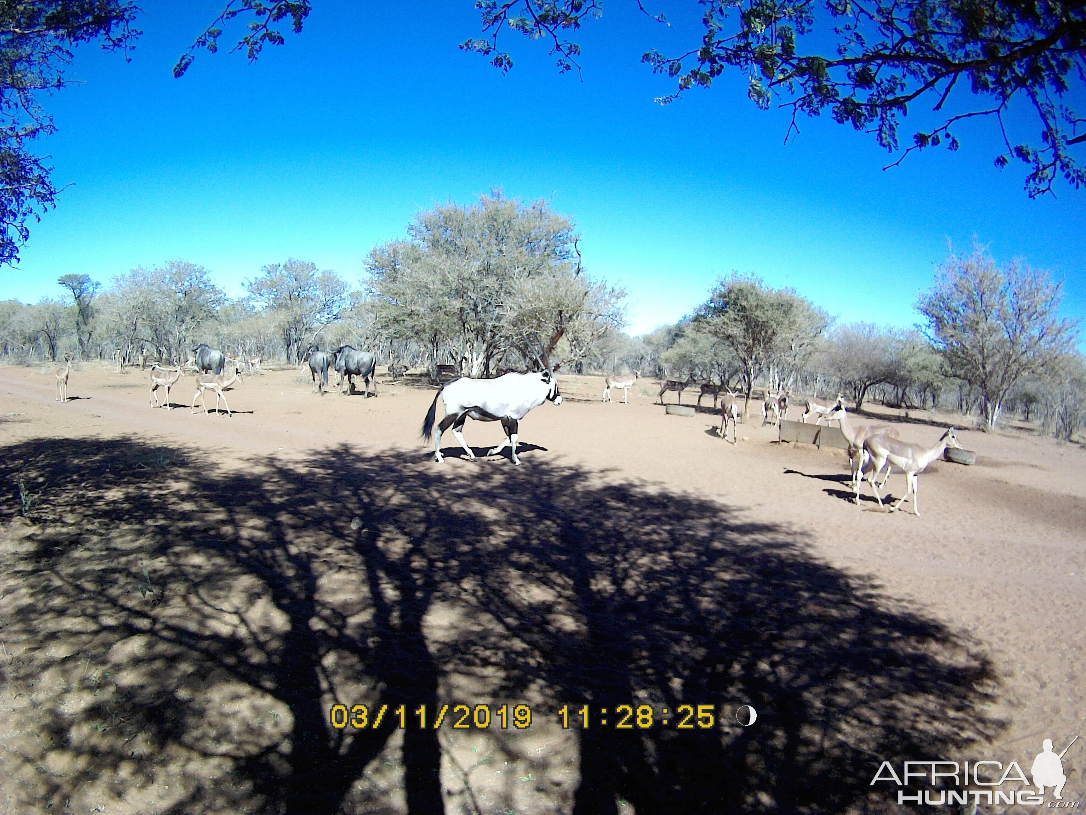 Gemsbok, Blue Wildebeest & Impala Trail Cam Pictures South Africa