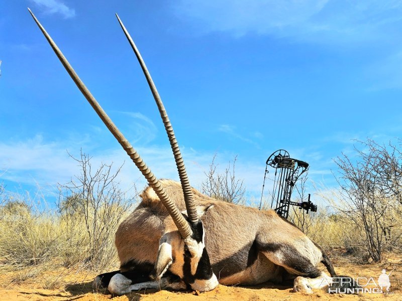 Gemsbok Bow Hunting Kalahari South Africa