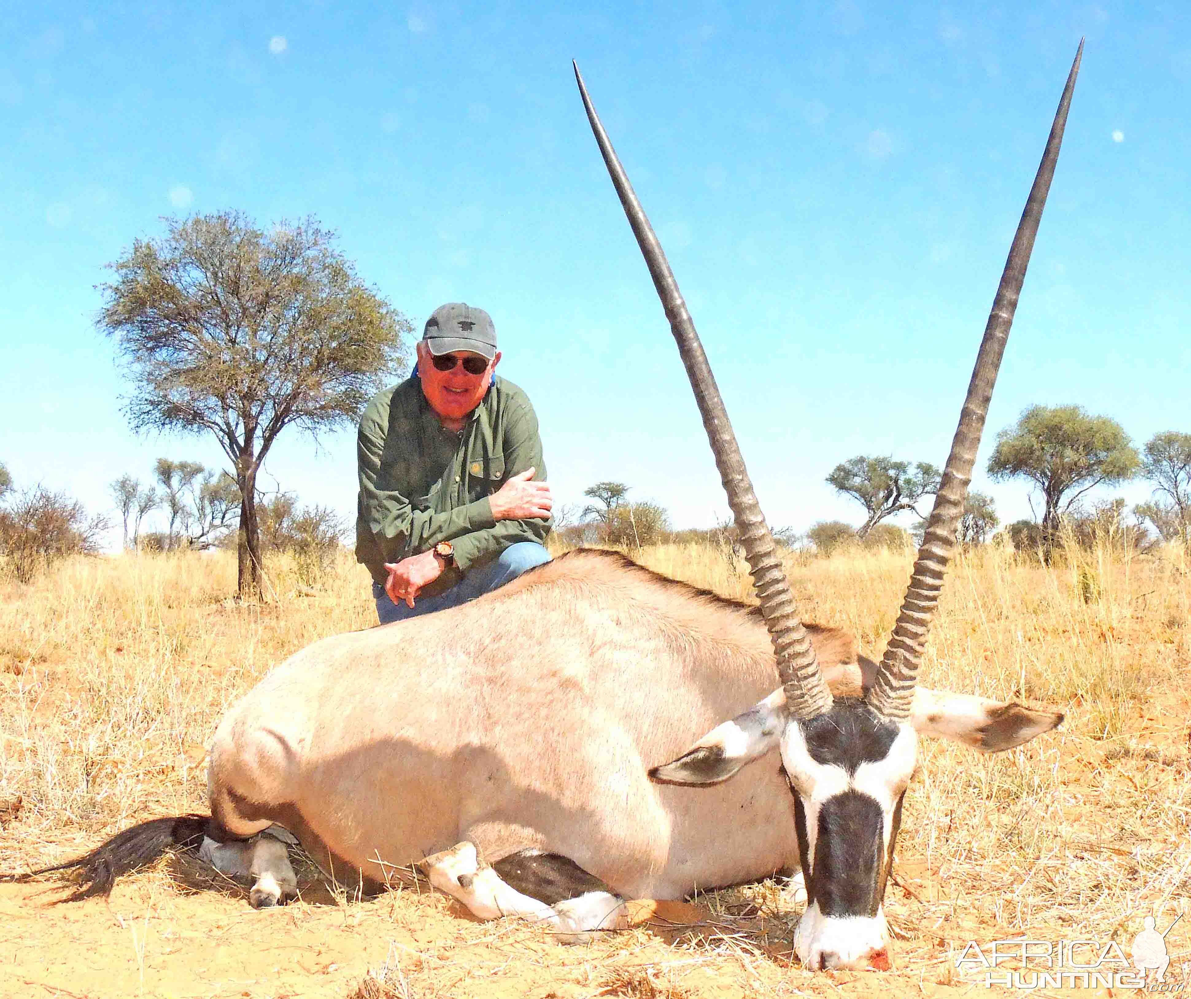 Gemsbok Bull