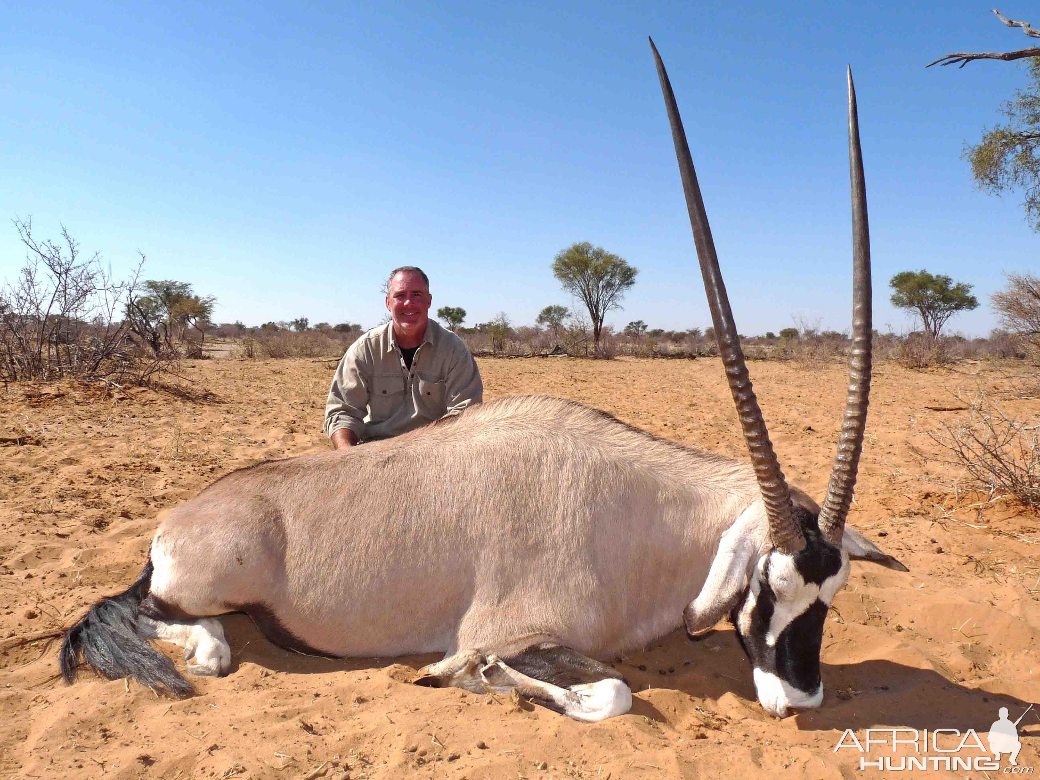 Gemsbok Bull