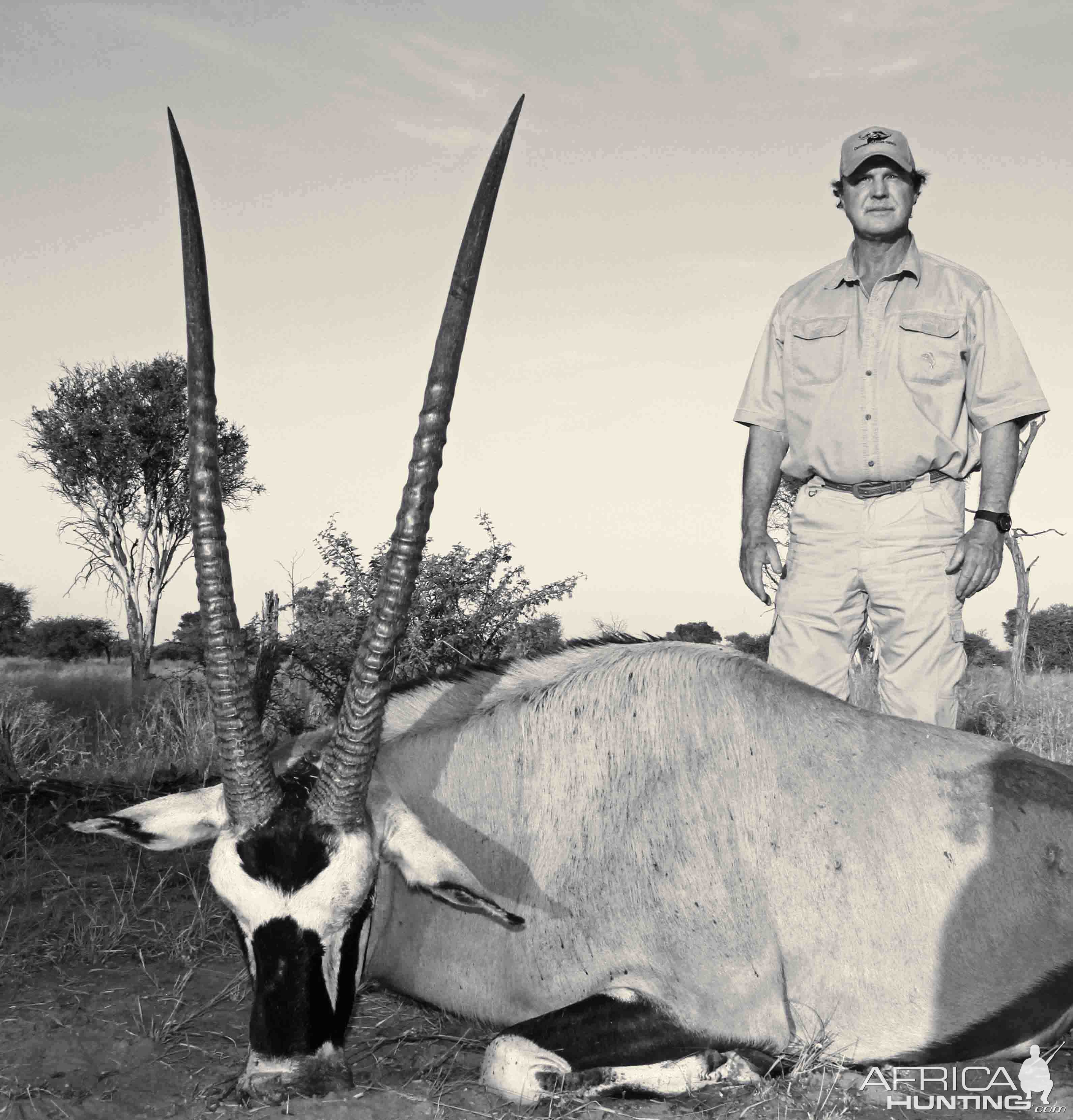 Gemsbok Bull