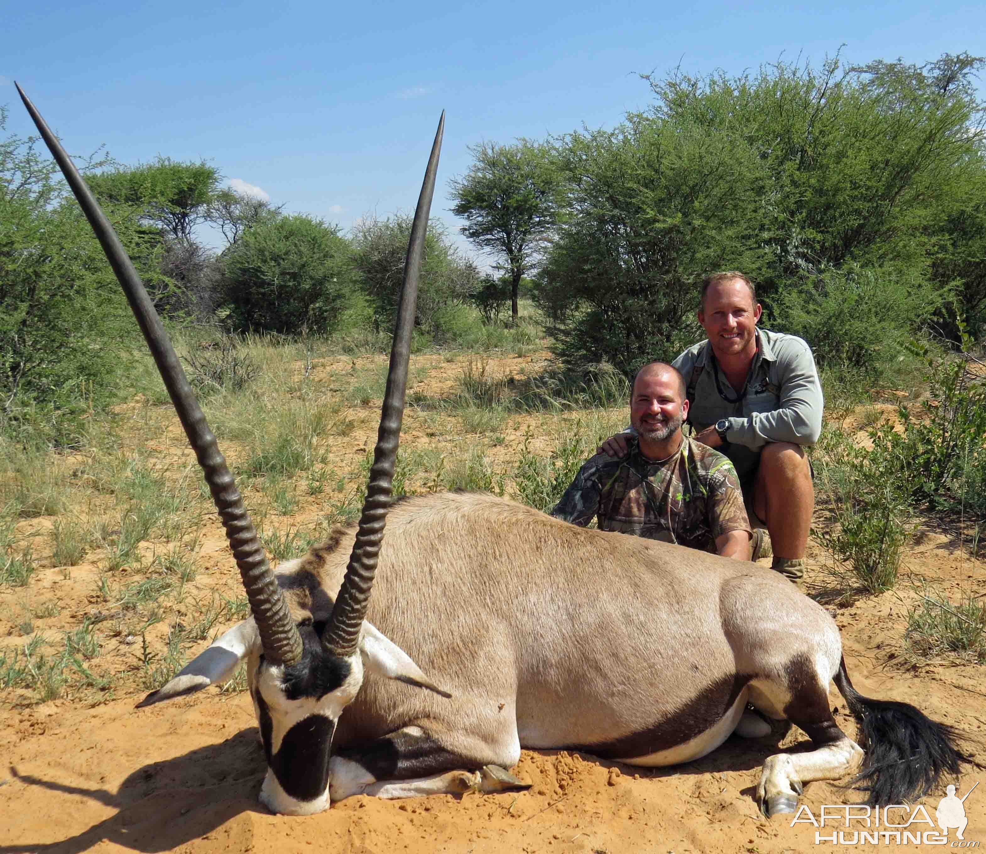 Gemsbok Bull