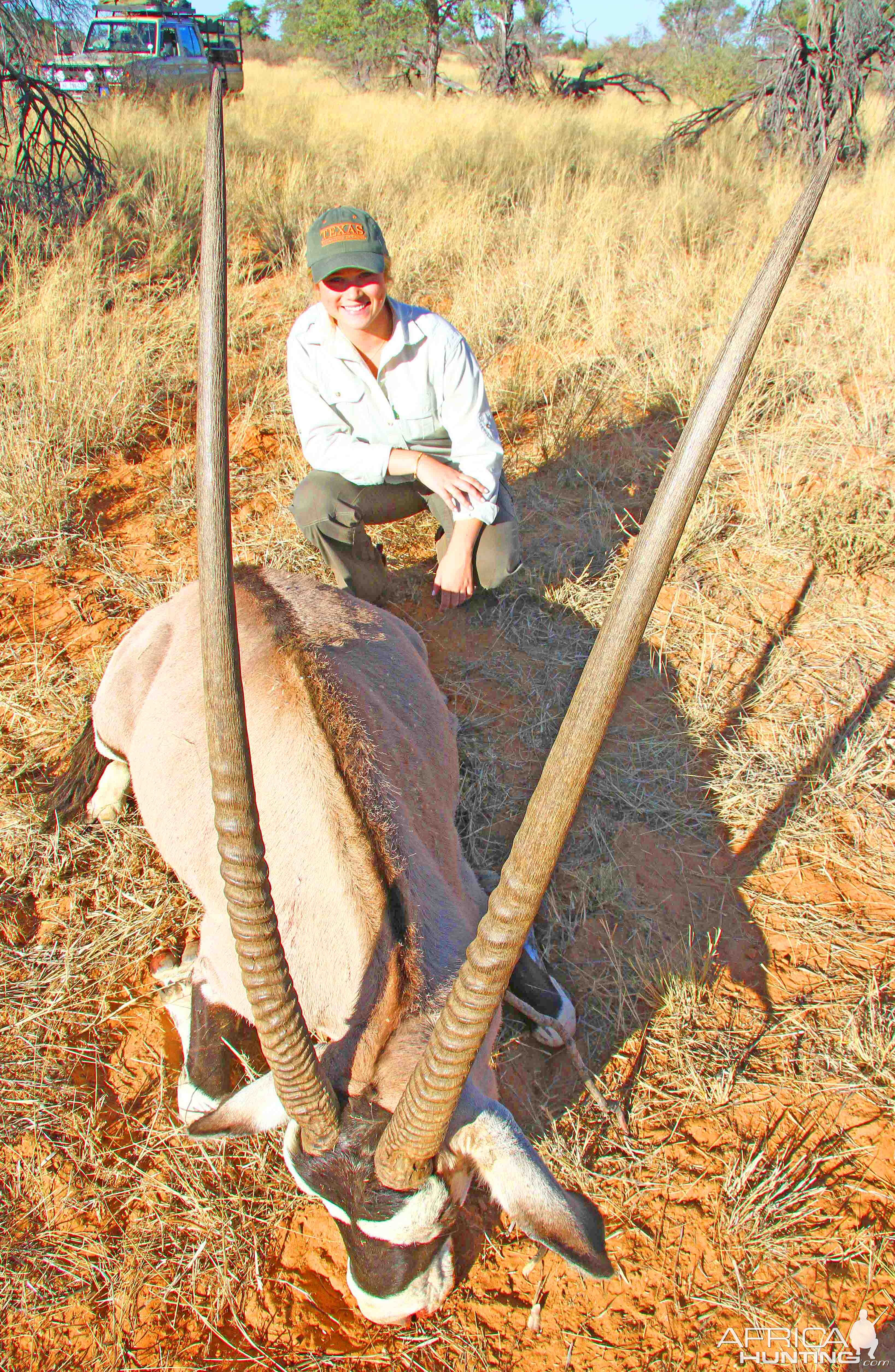 Gemsbok Bull