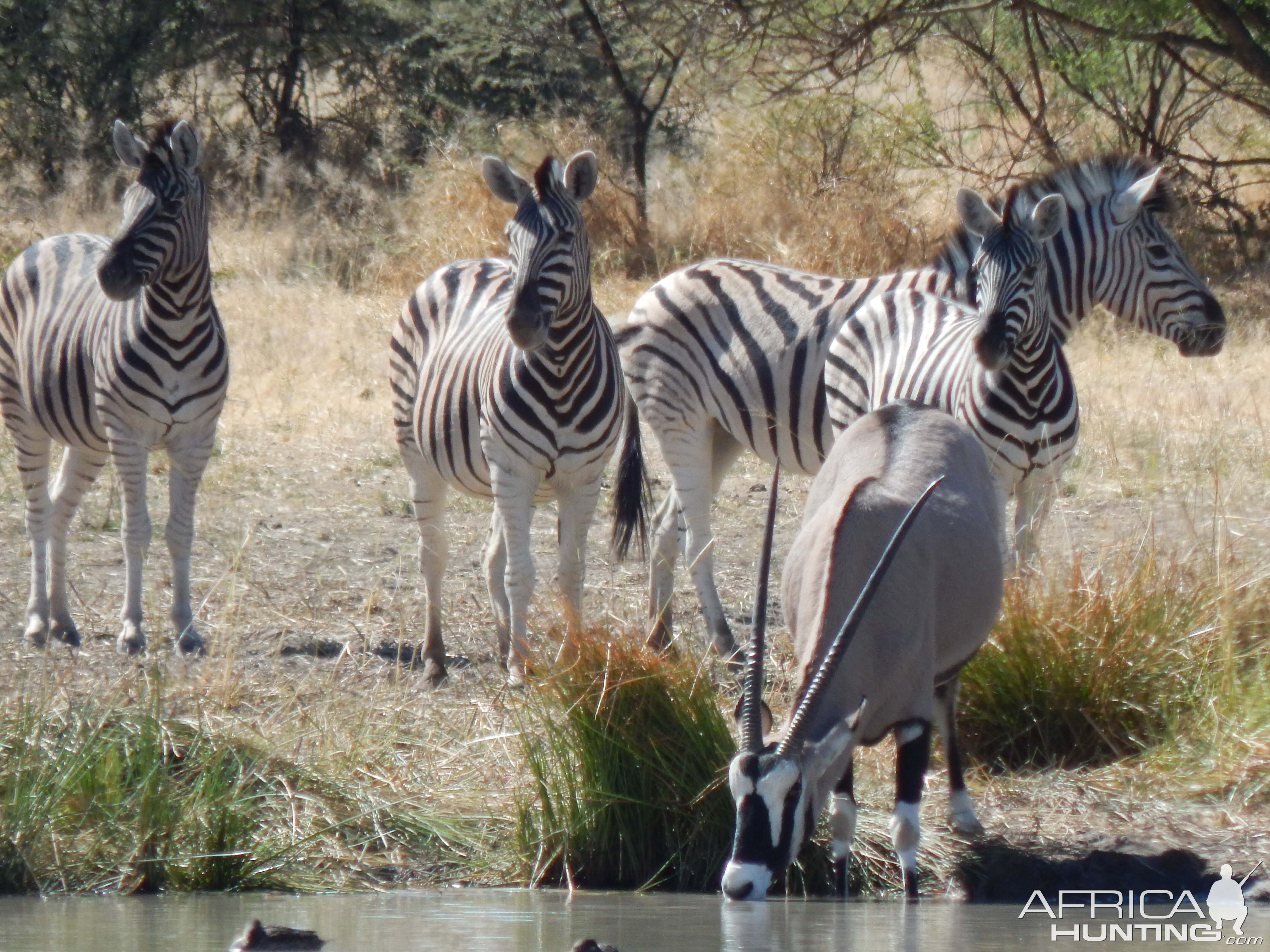 Gemsbok & Burchell's Plain Zebra Namibia