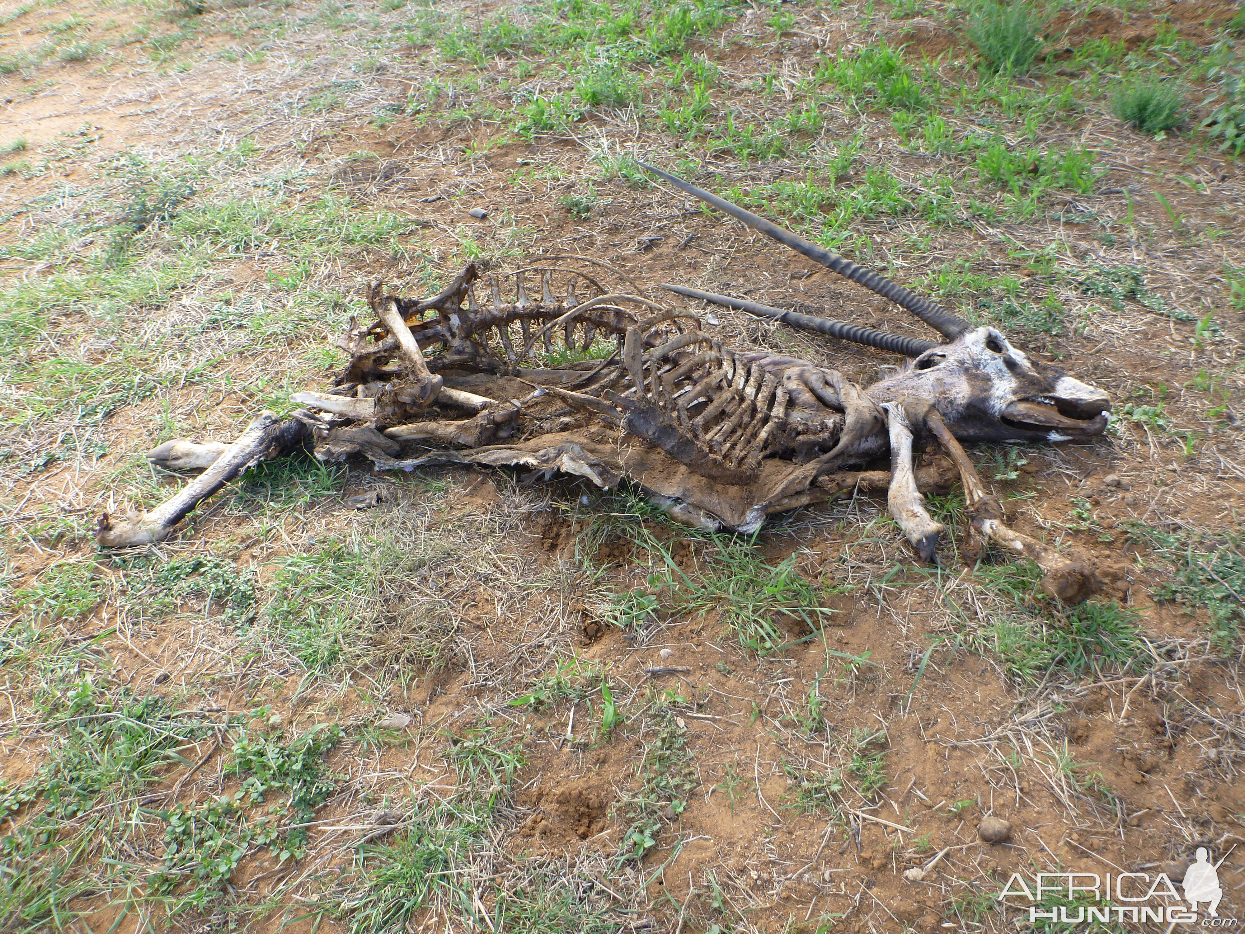 Gemsbok Carcass Namibia