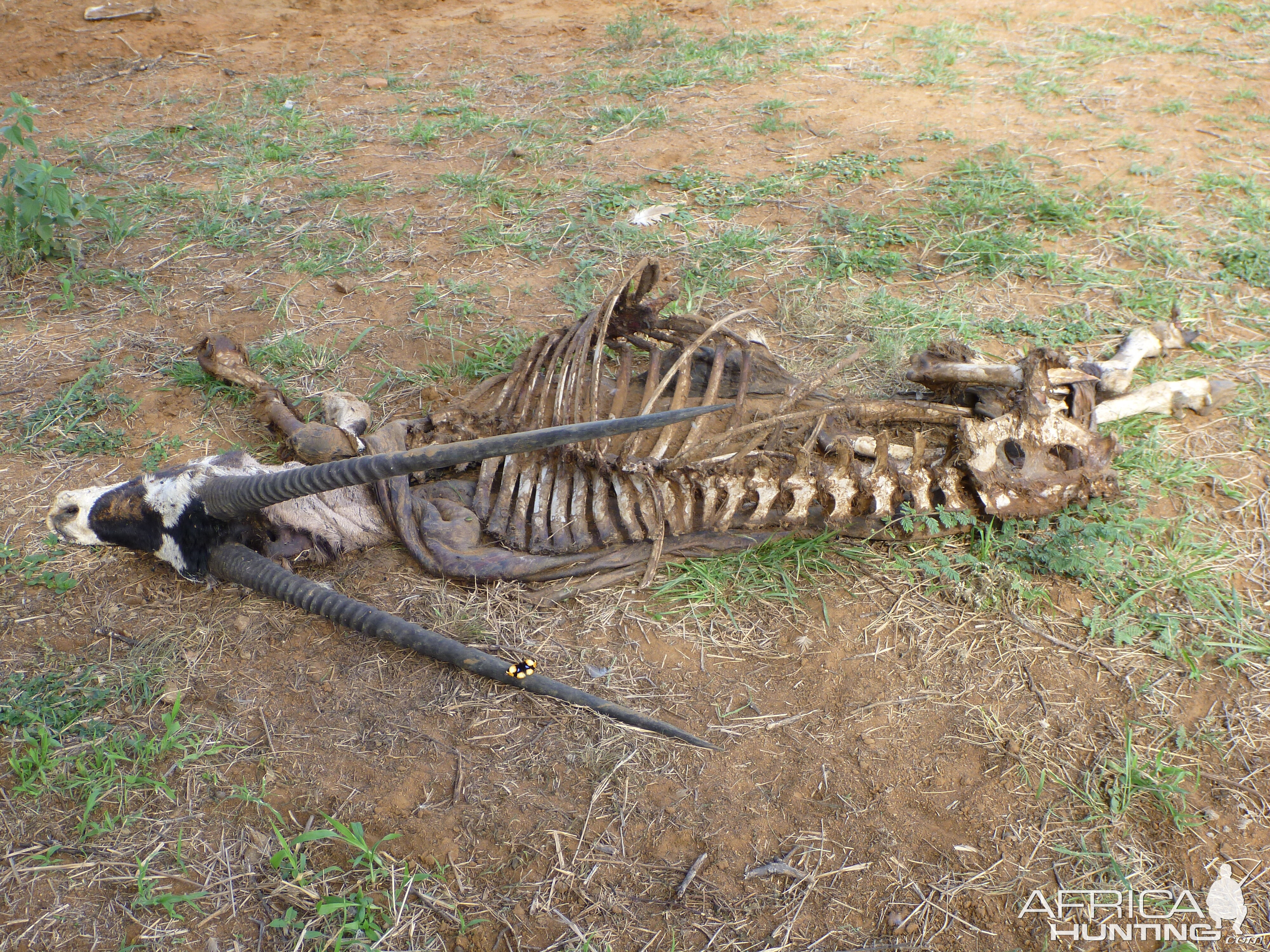 Gemsbok Carcass Namibia