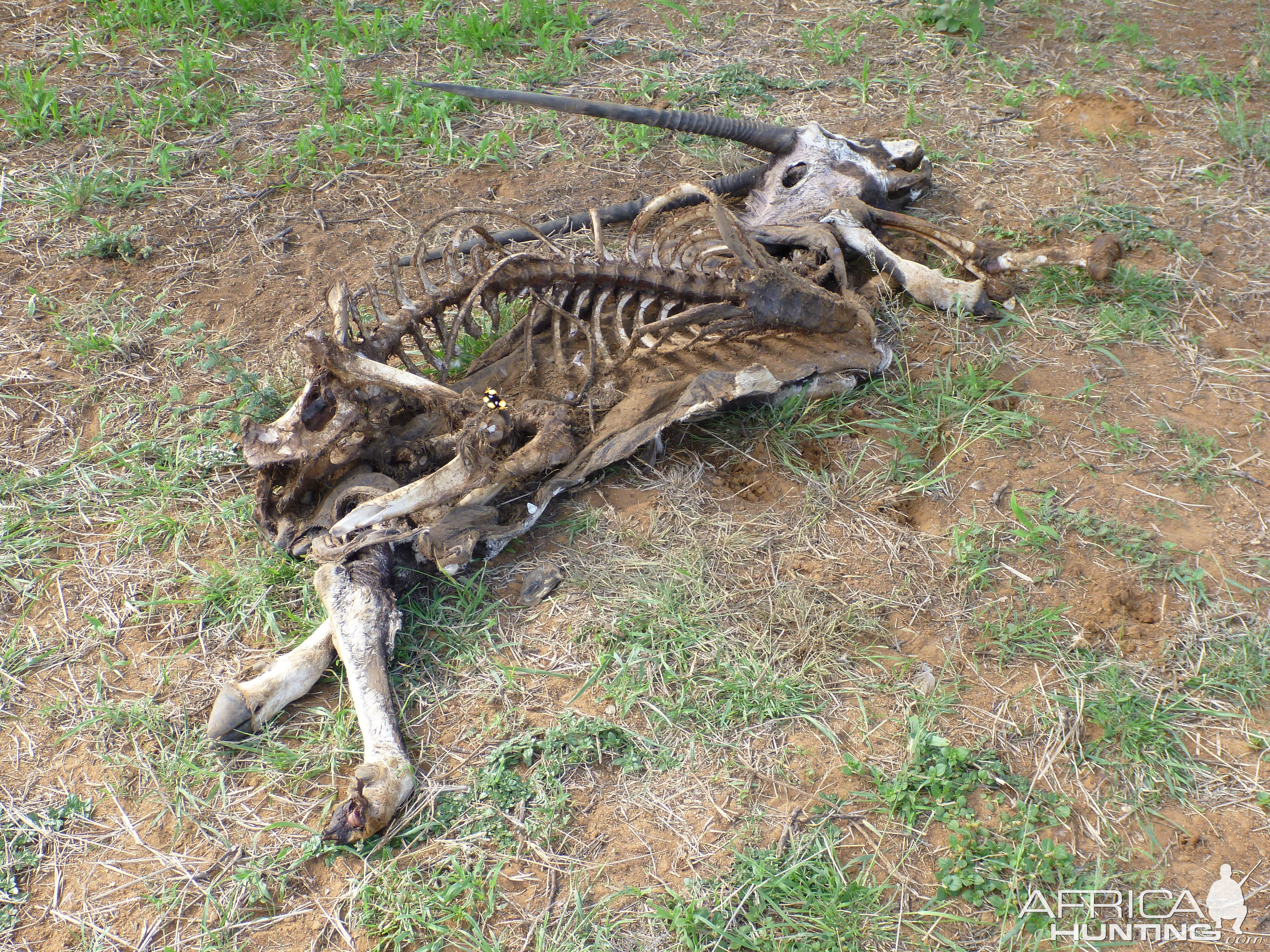 Gemsbok Carcass Namibia