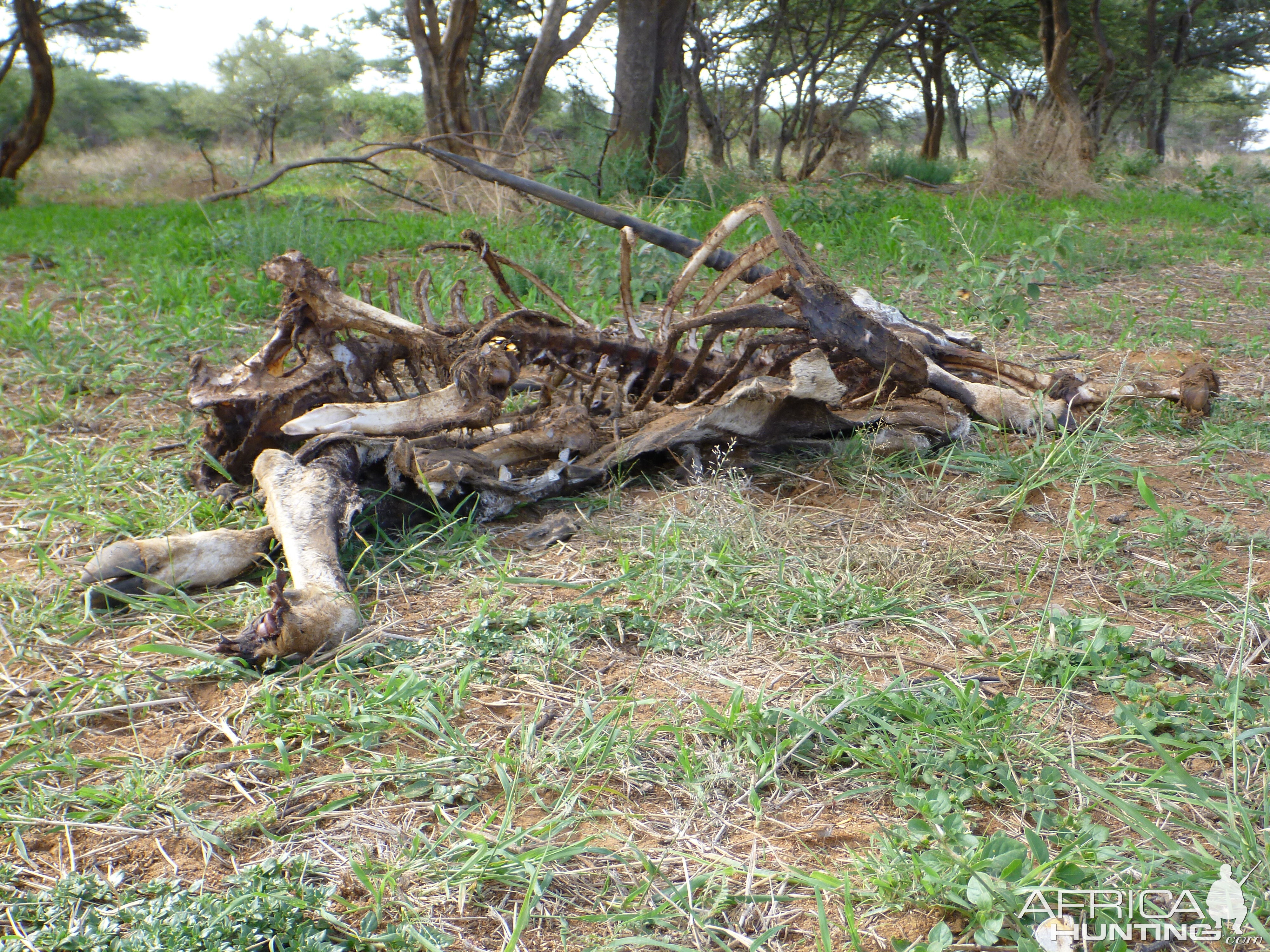 Gemsbok Carcass Namibia