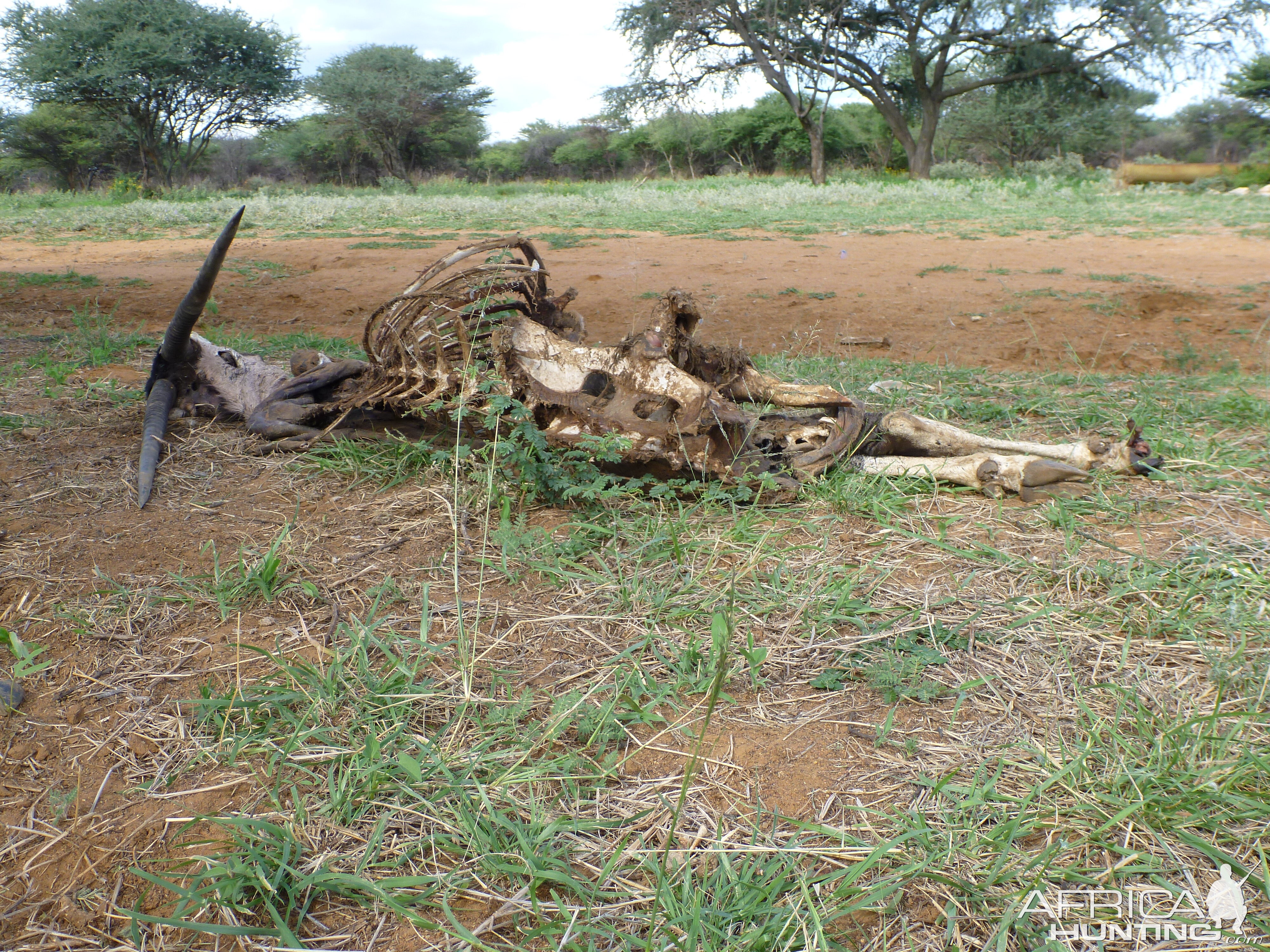 Gemsbok Carcass Namibia