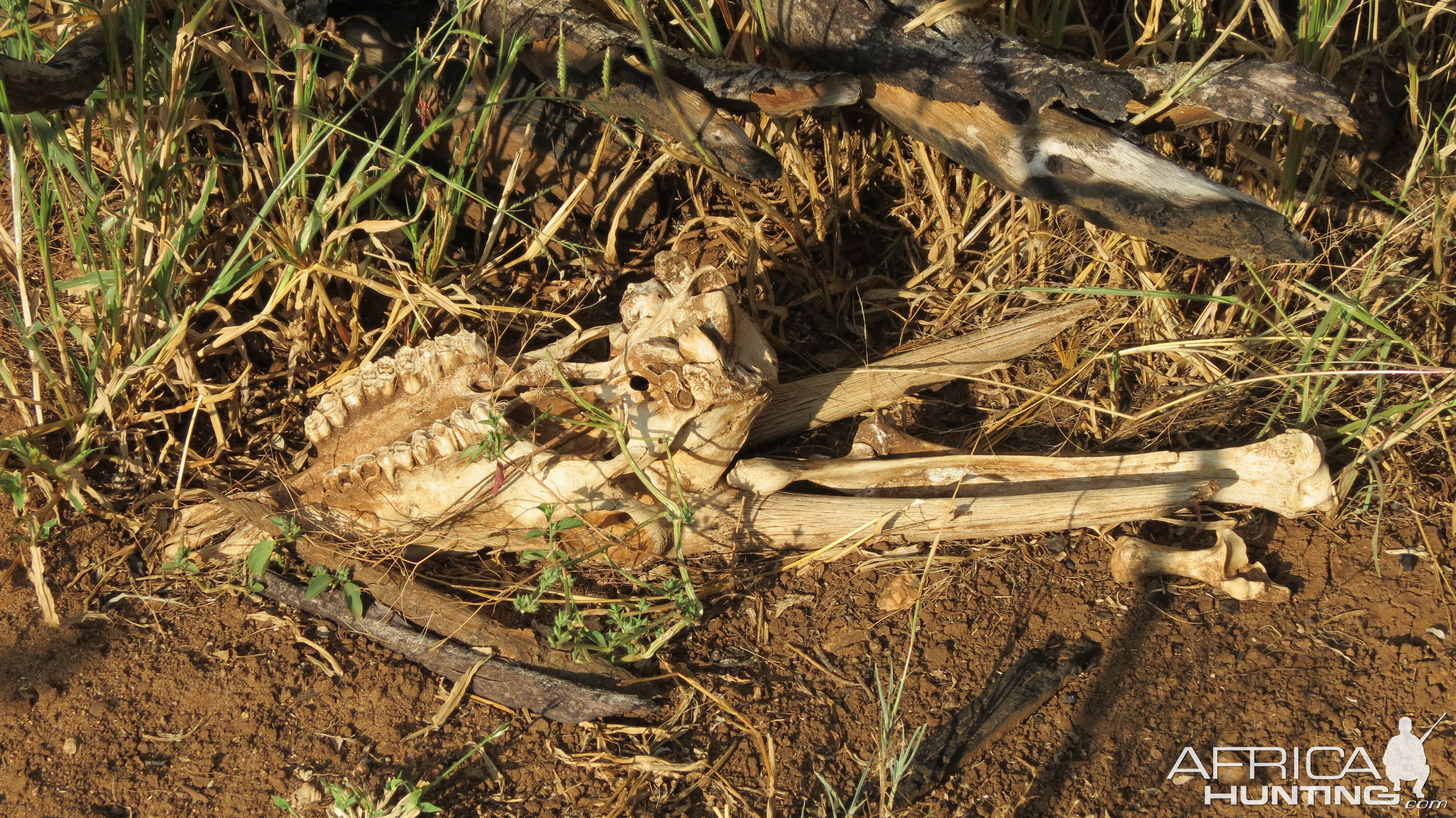 Gemsbok Carcass Namibia