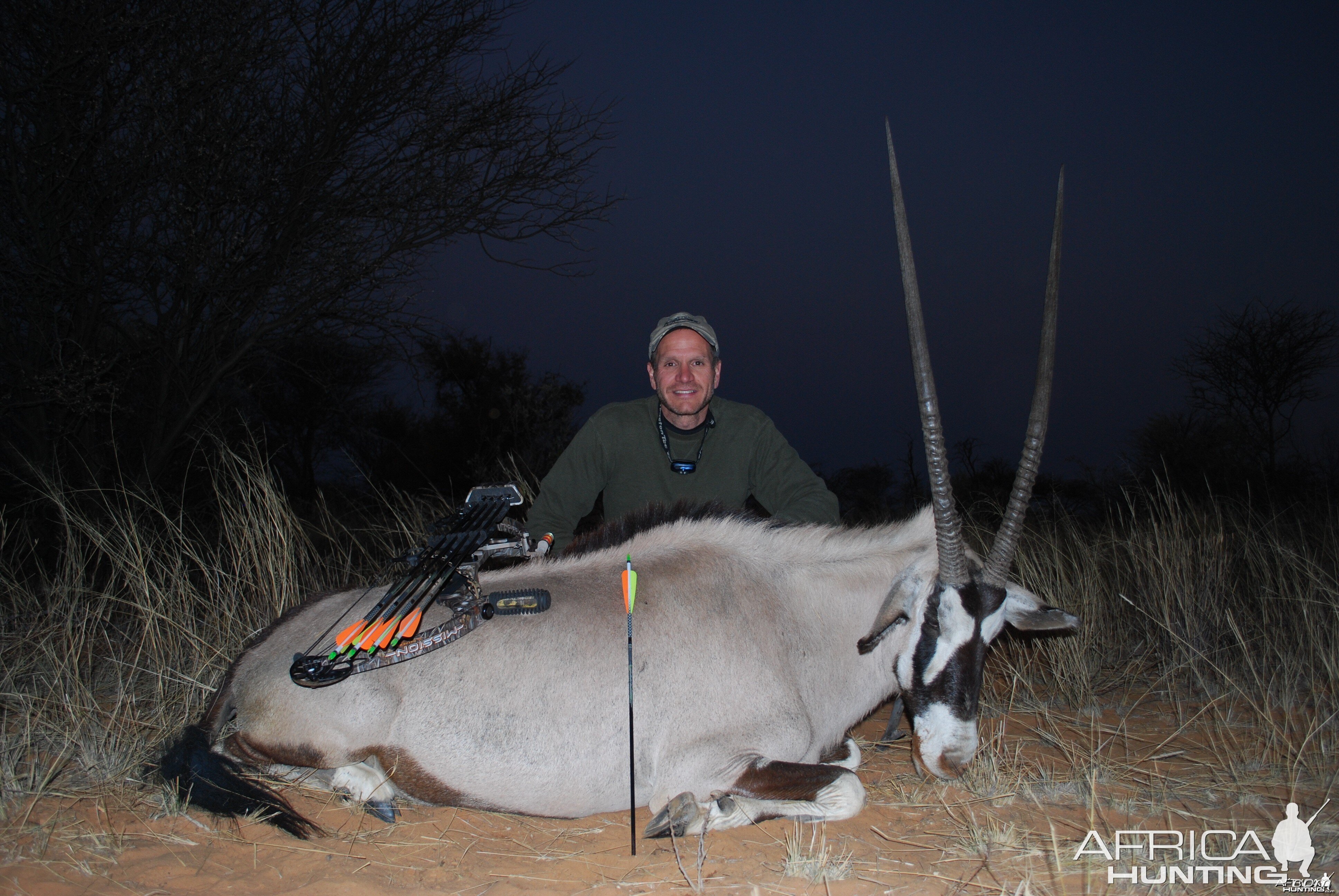 Gemsbok cow