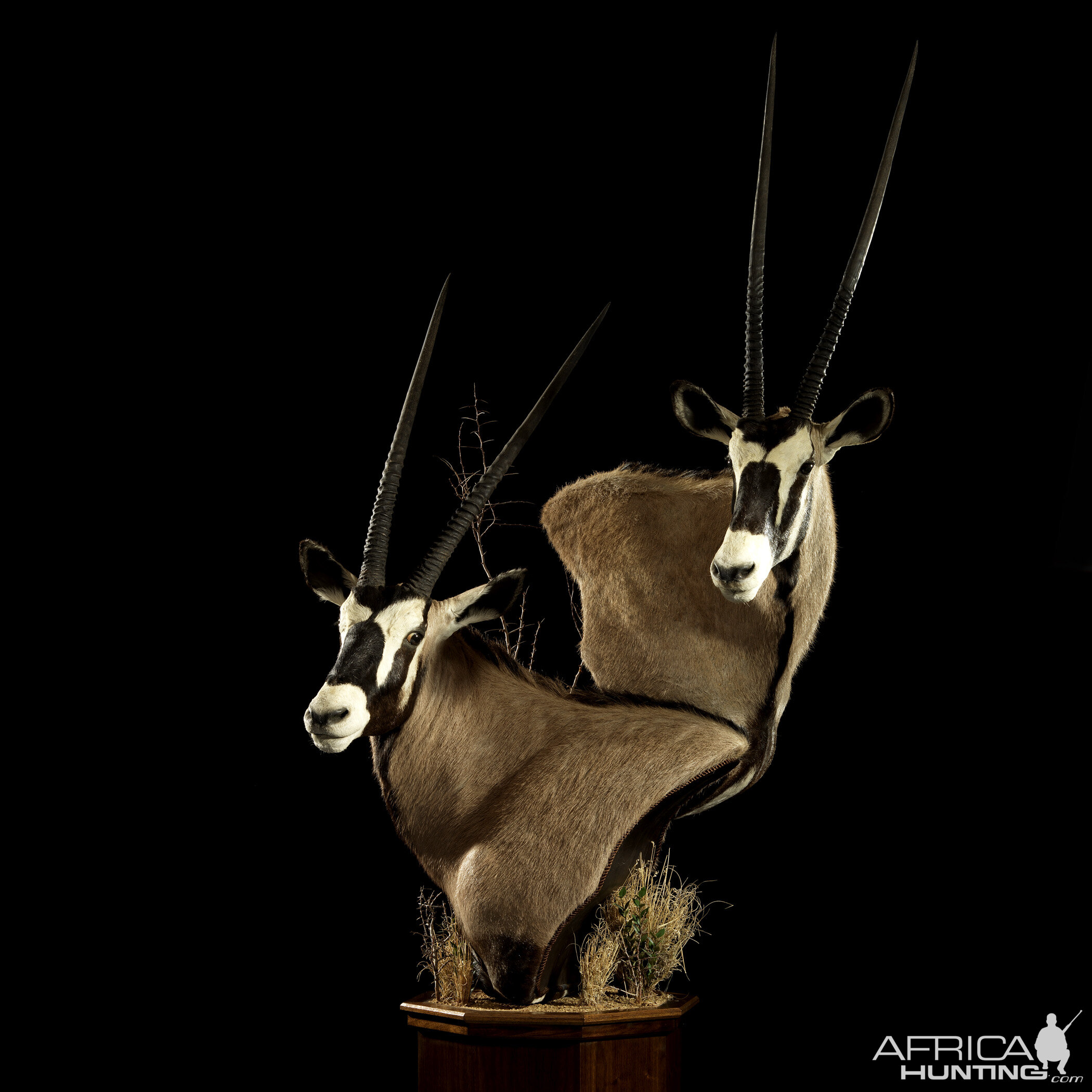 Gemsbok Double Pedestal Mount Taxidermy