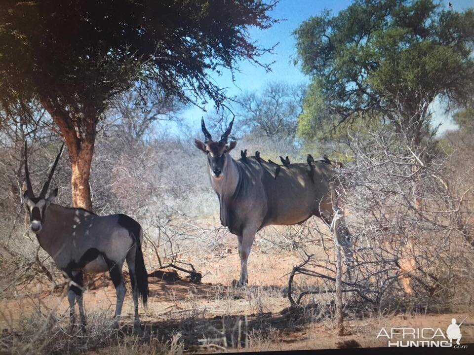 Gemsbok & Eland South Africa