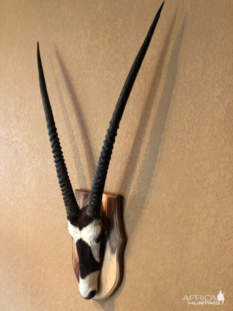 Gemsbok Eureopean Skull Mount Taxidermy