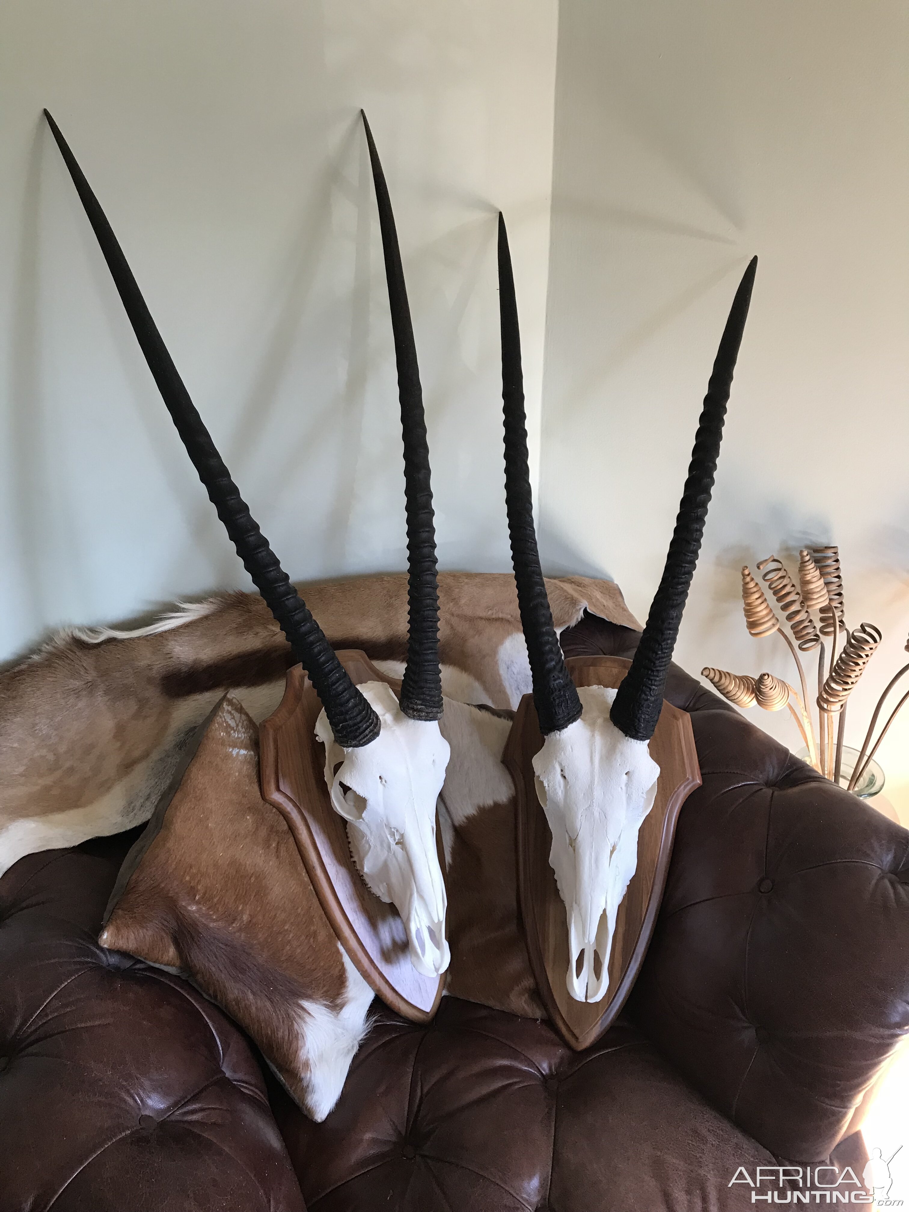 Gemsbok European Skull Mount Taxidermy