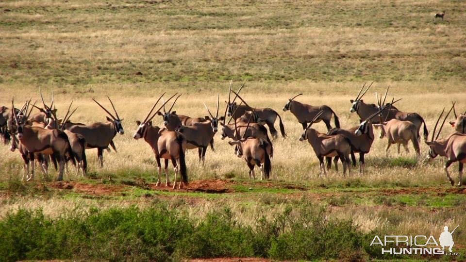 Gemsbok Free State Province South Africa