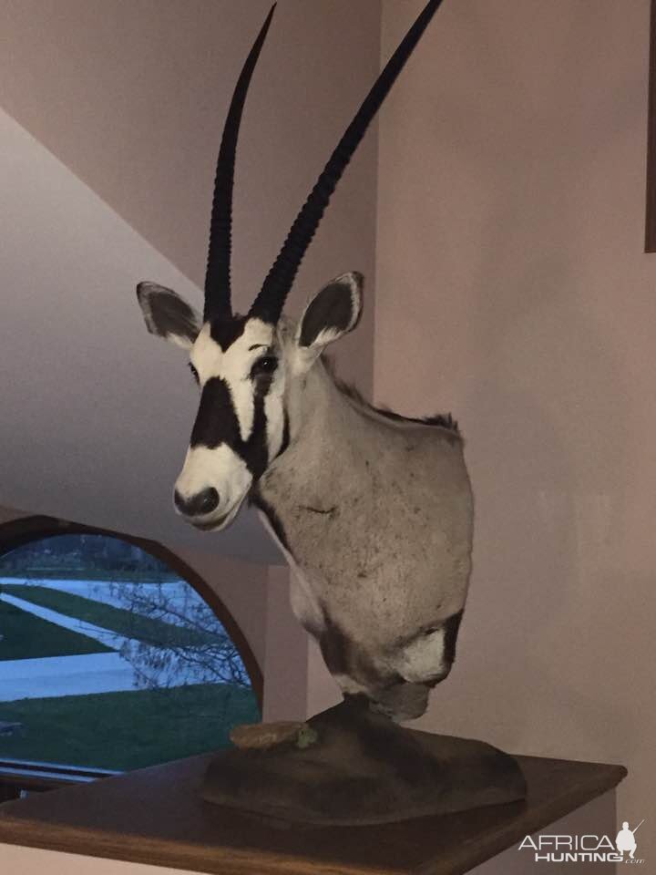 Gemsbok Full Mount Taxidermy