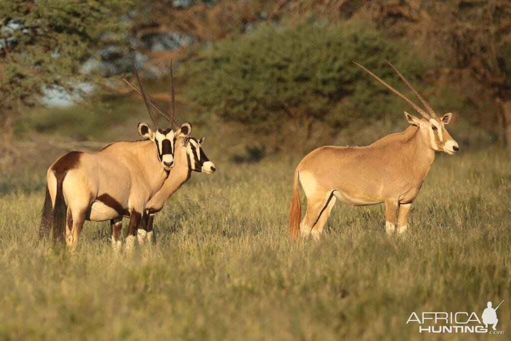 Gemsbok & Golden Gemsbok South Africa