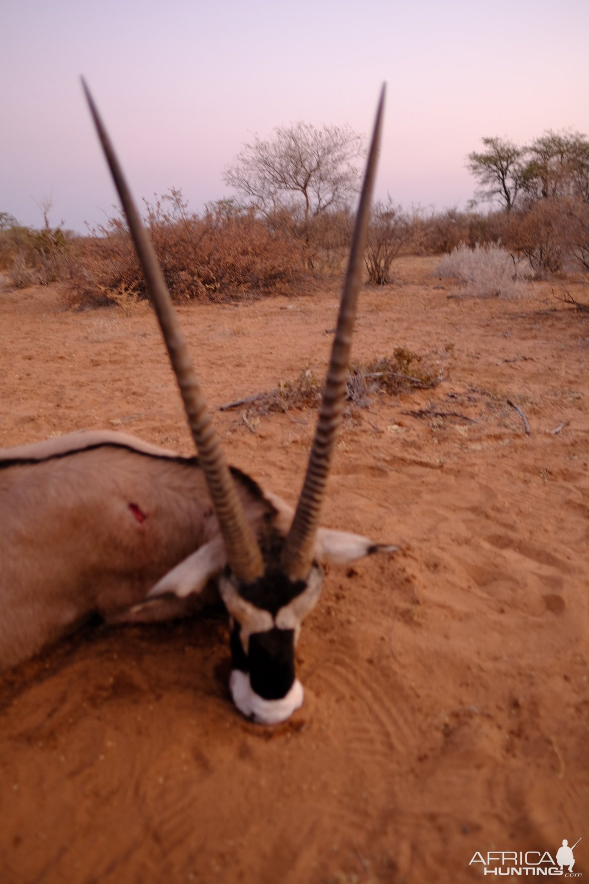 Gemsbok Hunt Botswana