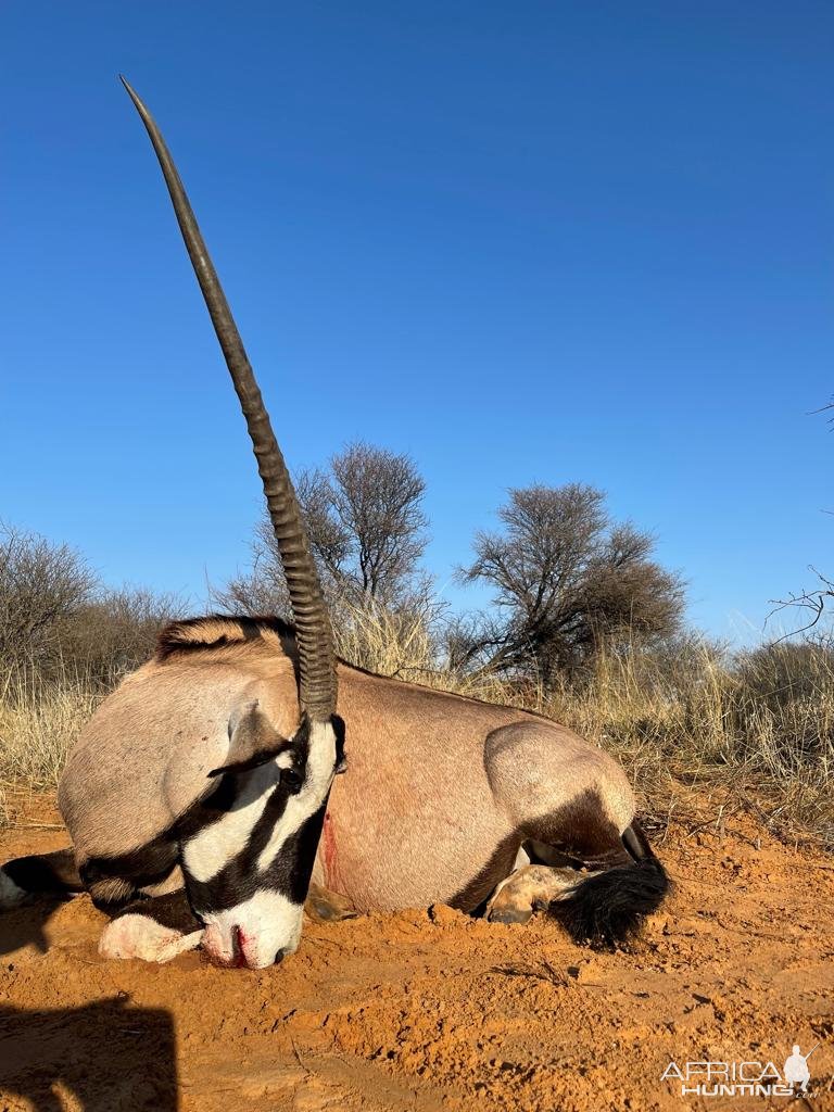 Gemsbok Hunt Kalahari South Africa