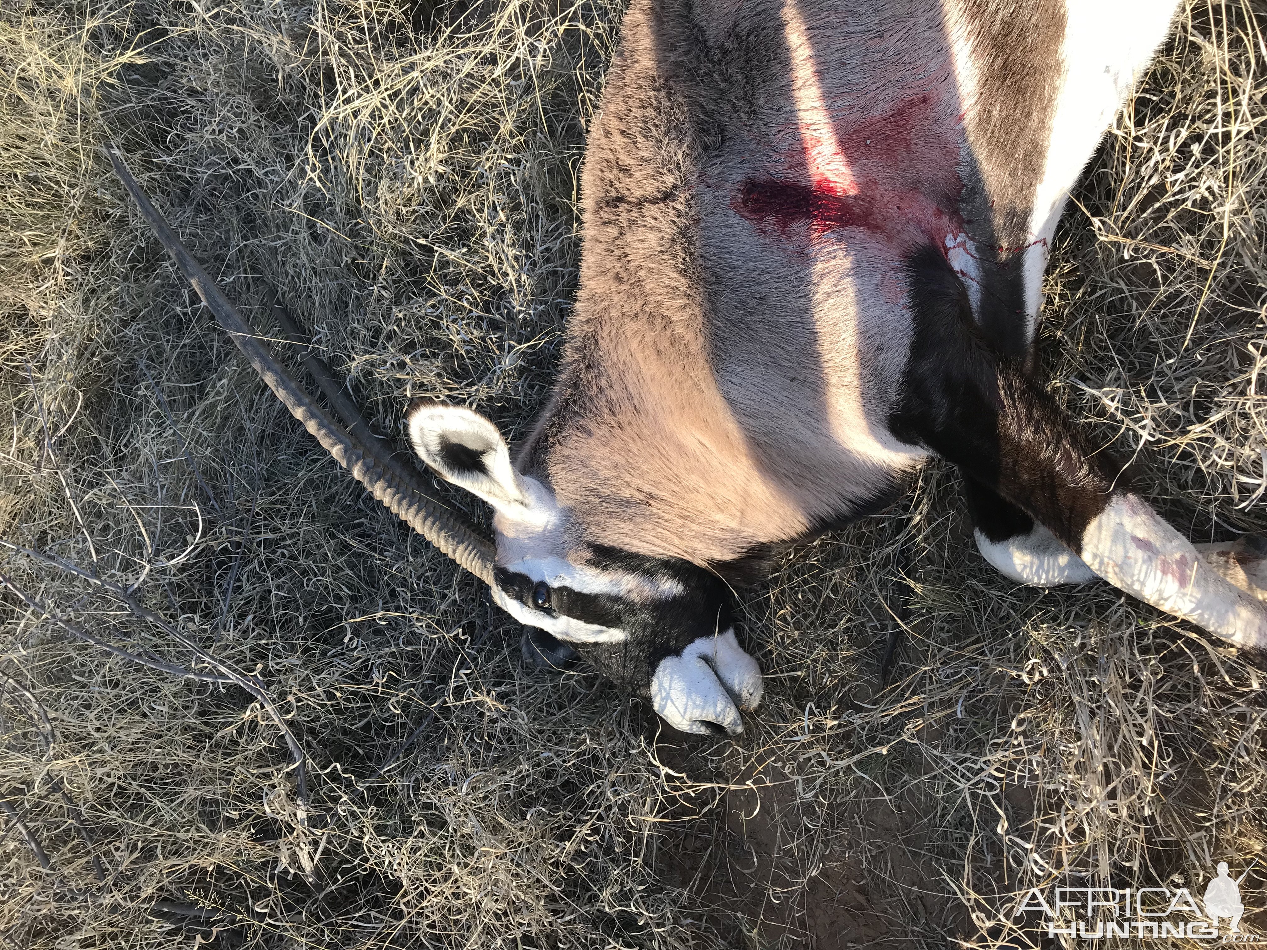 Gemsbok Hunt Kalahari South Africa