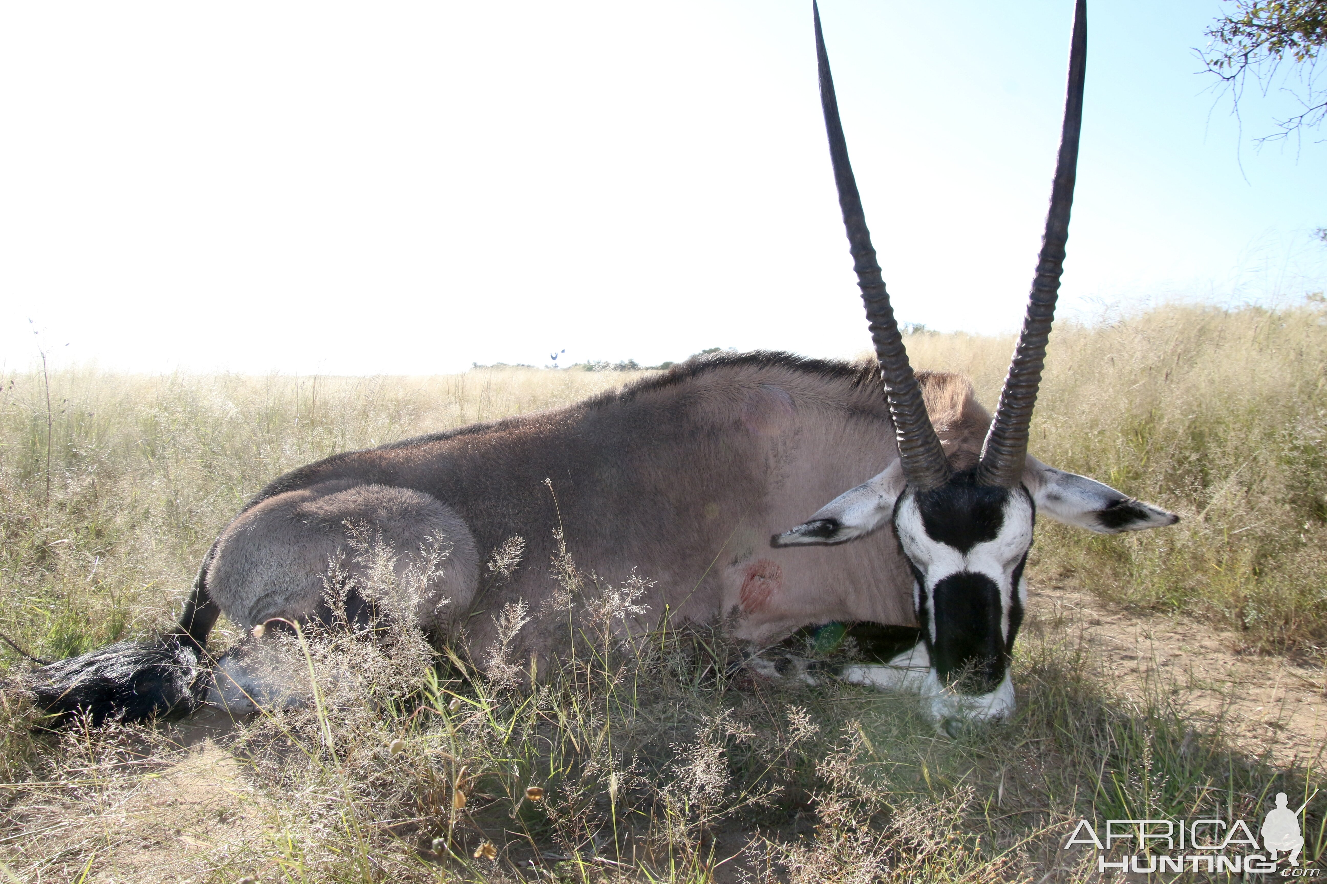 Gemsbok Hunt Namibia