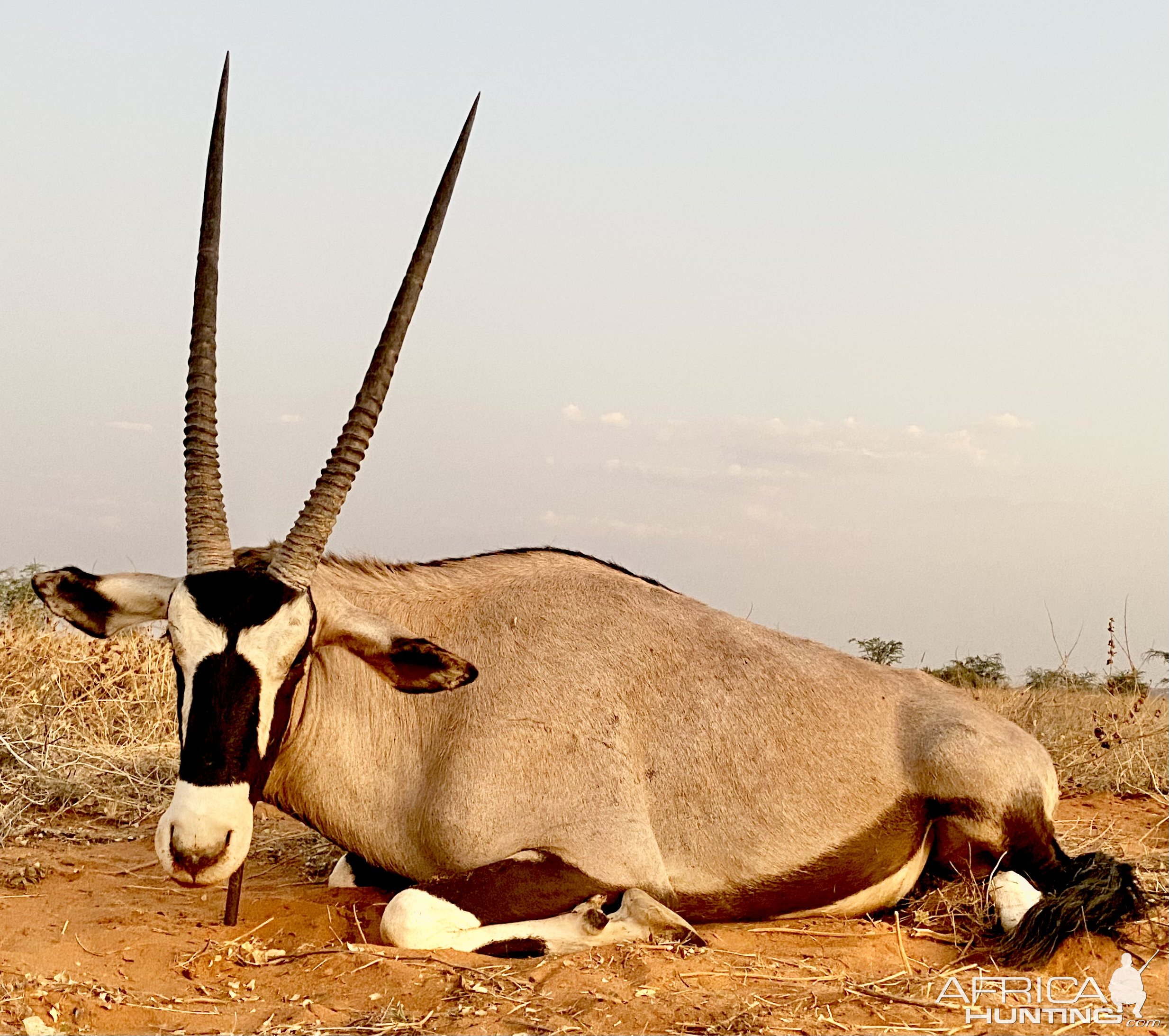 Gemsbok Hunt Namibia