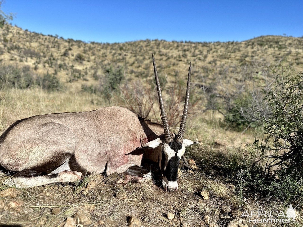 Gemsbok Hunt Namibia