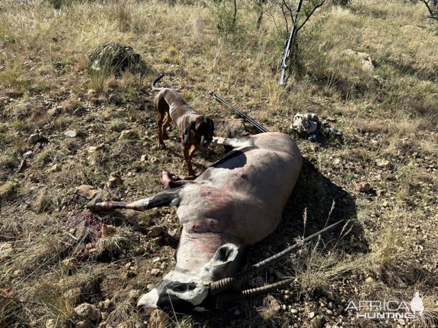 Gemsbok Hunt Namibia