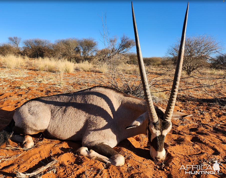 Gemsbok Hunt Namibia