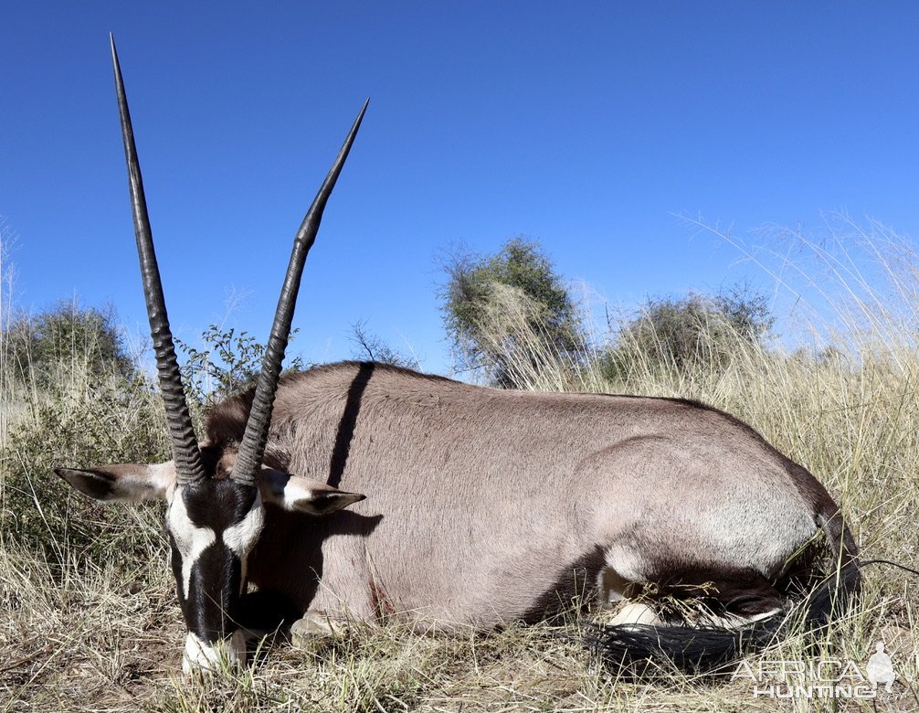 Gemsbok Hunt Namibia