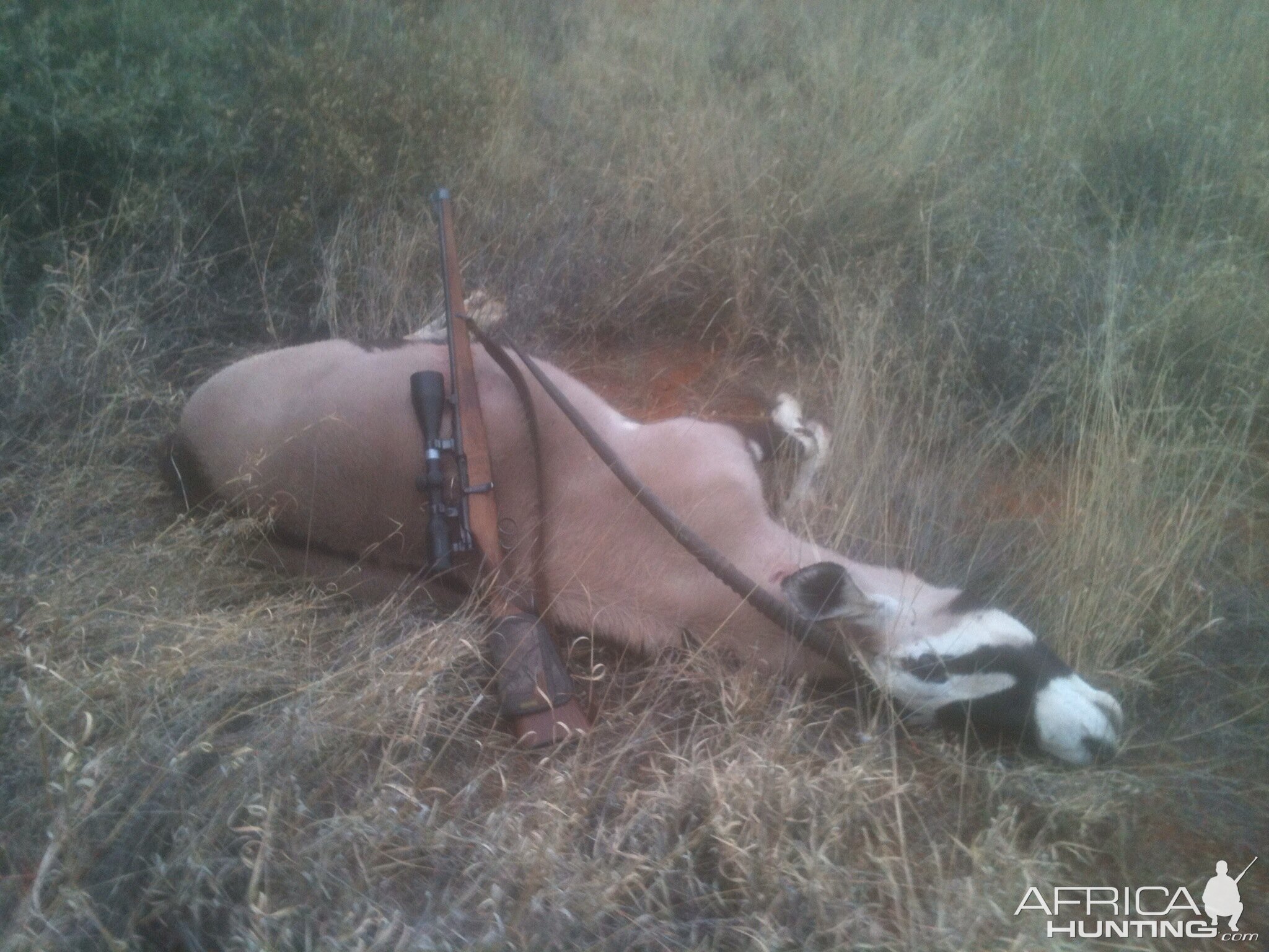 Gemsbok Hunt Namibia