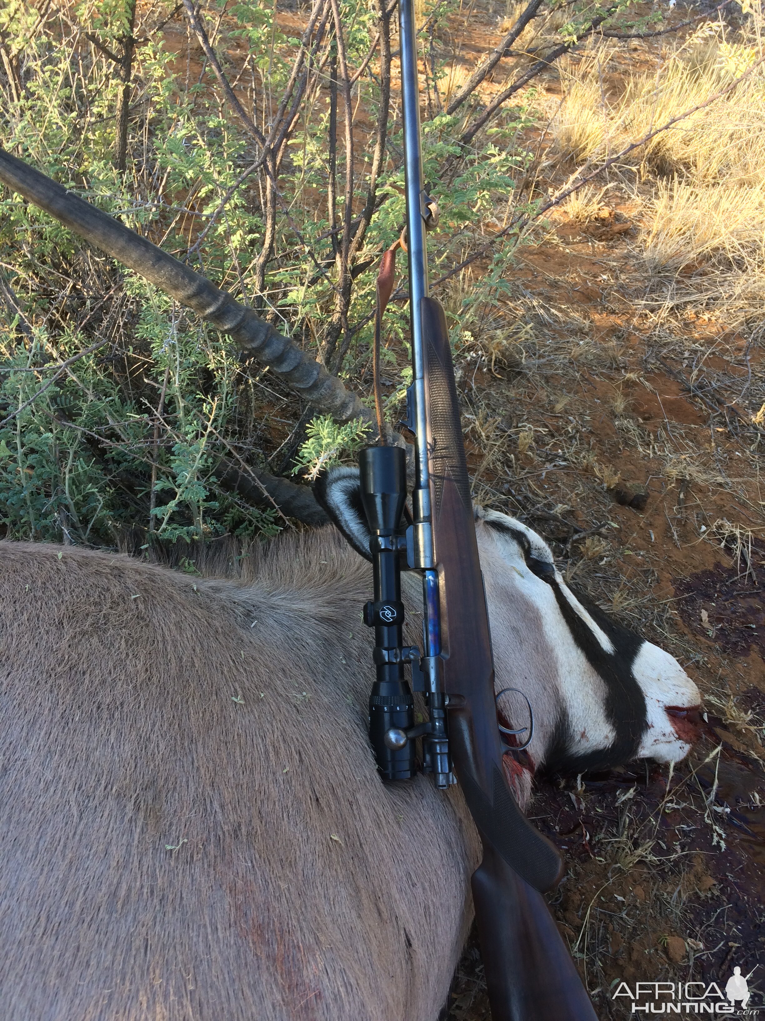 Gemsbok Hunt Namibia