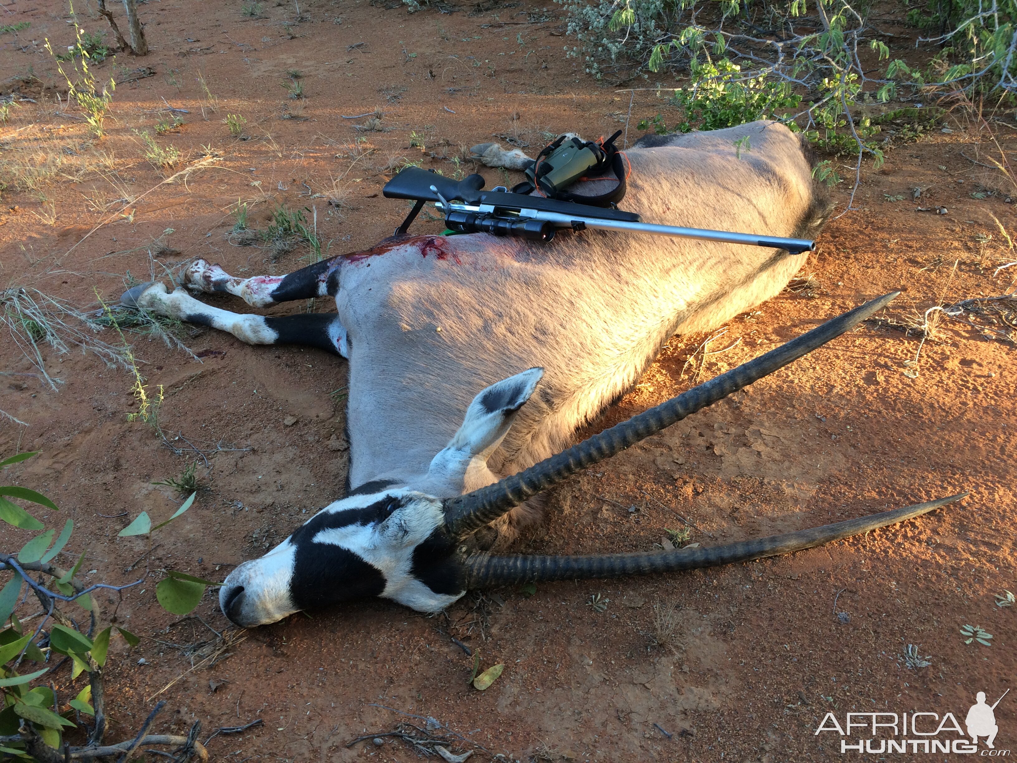 Gemsbok Hunt Namibia