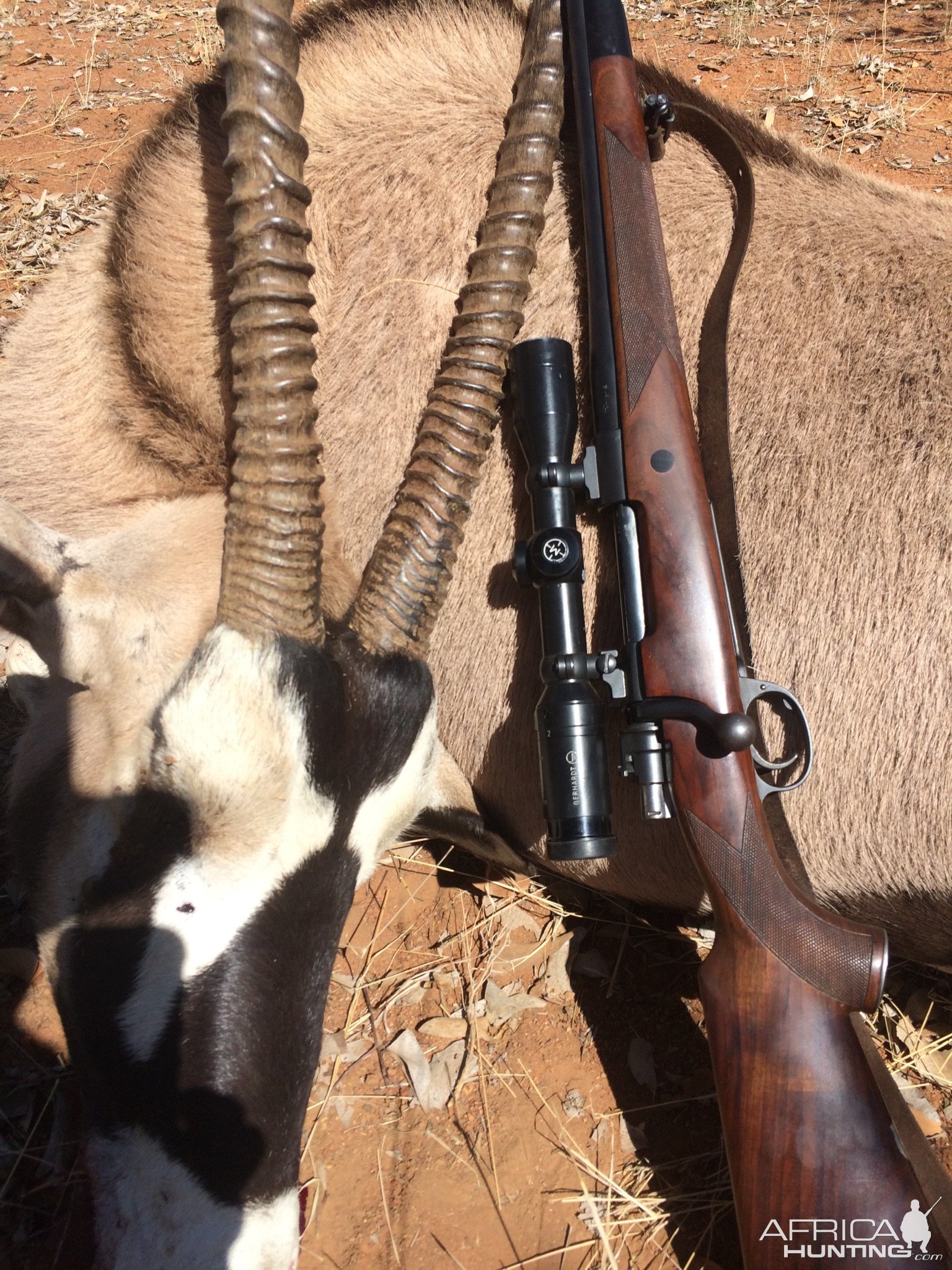 Gemsbok Hunt South Africa