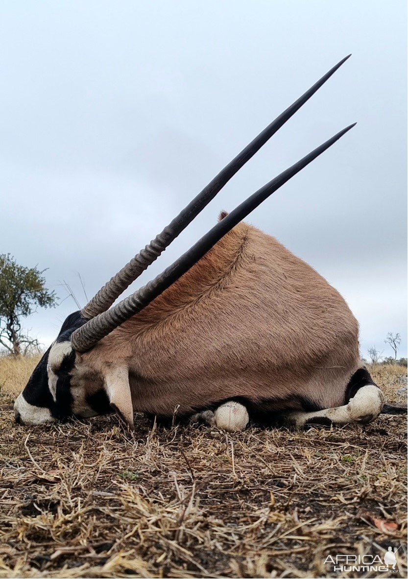 Gemsbok Hunt South Africa