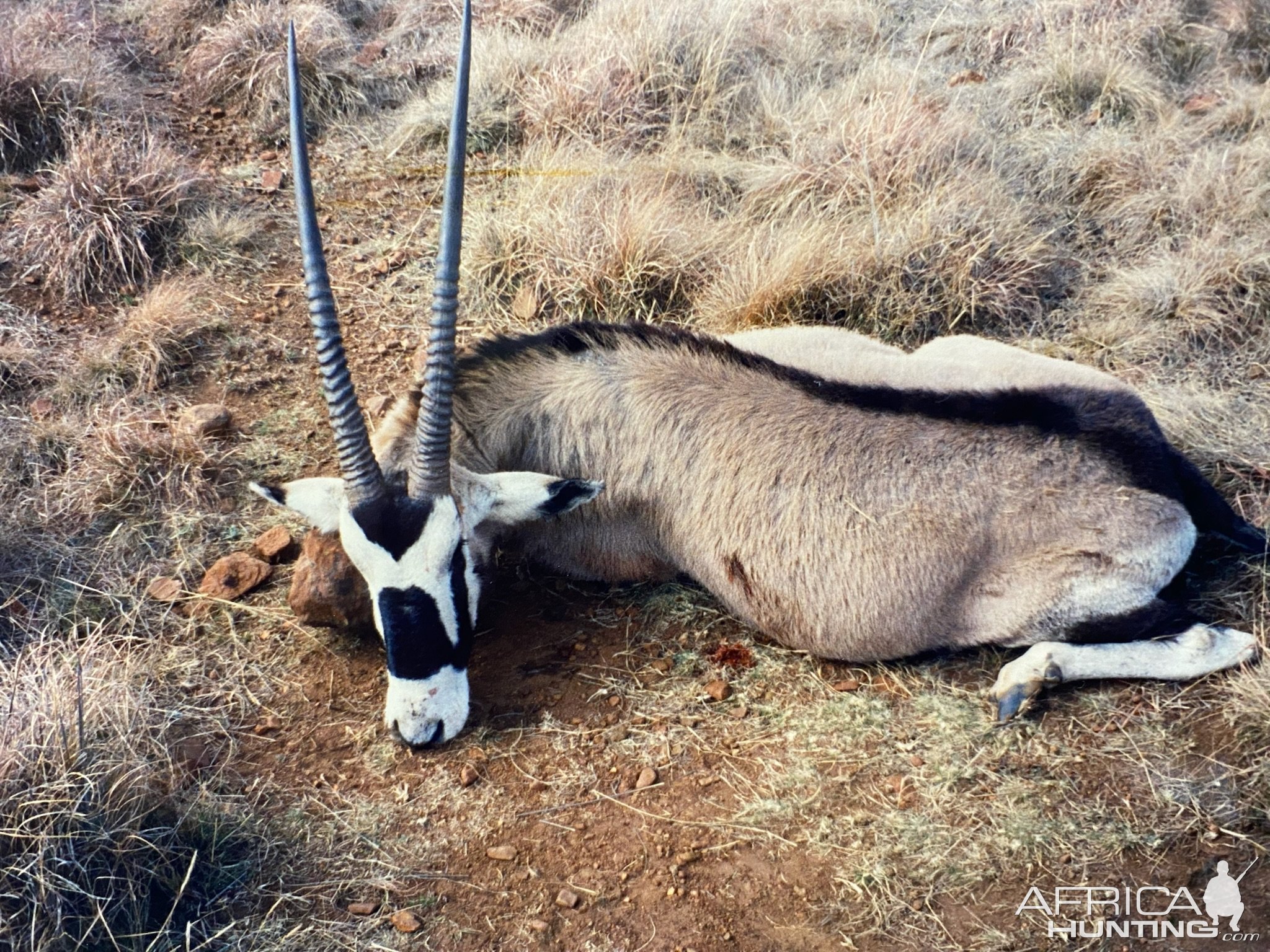 Gemsbok Hunt South Africa