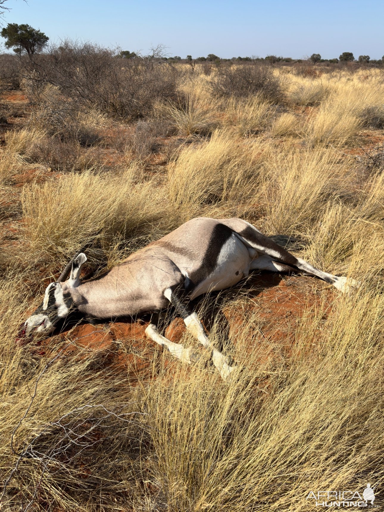 Gemsbok Hunt South Africa